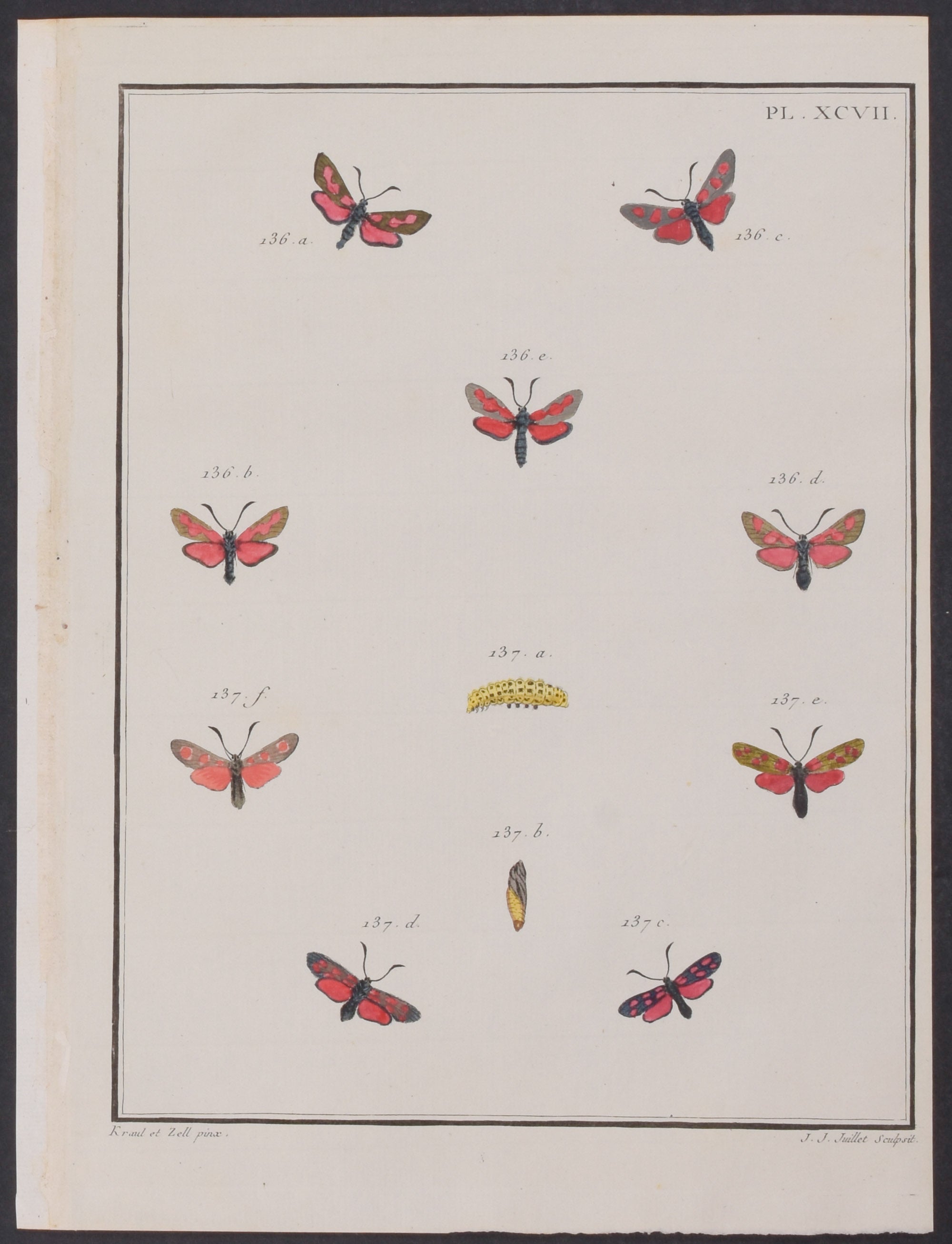 Moth Metamorphosis