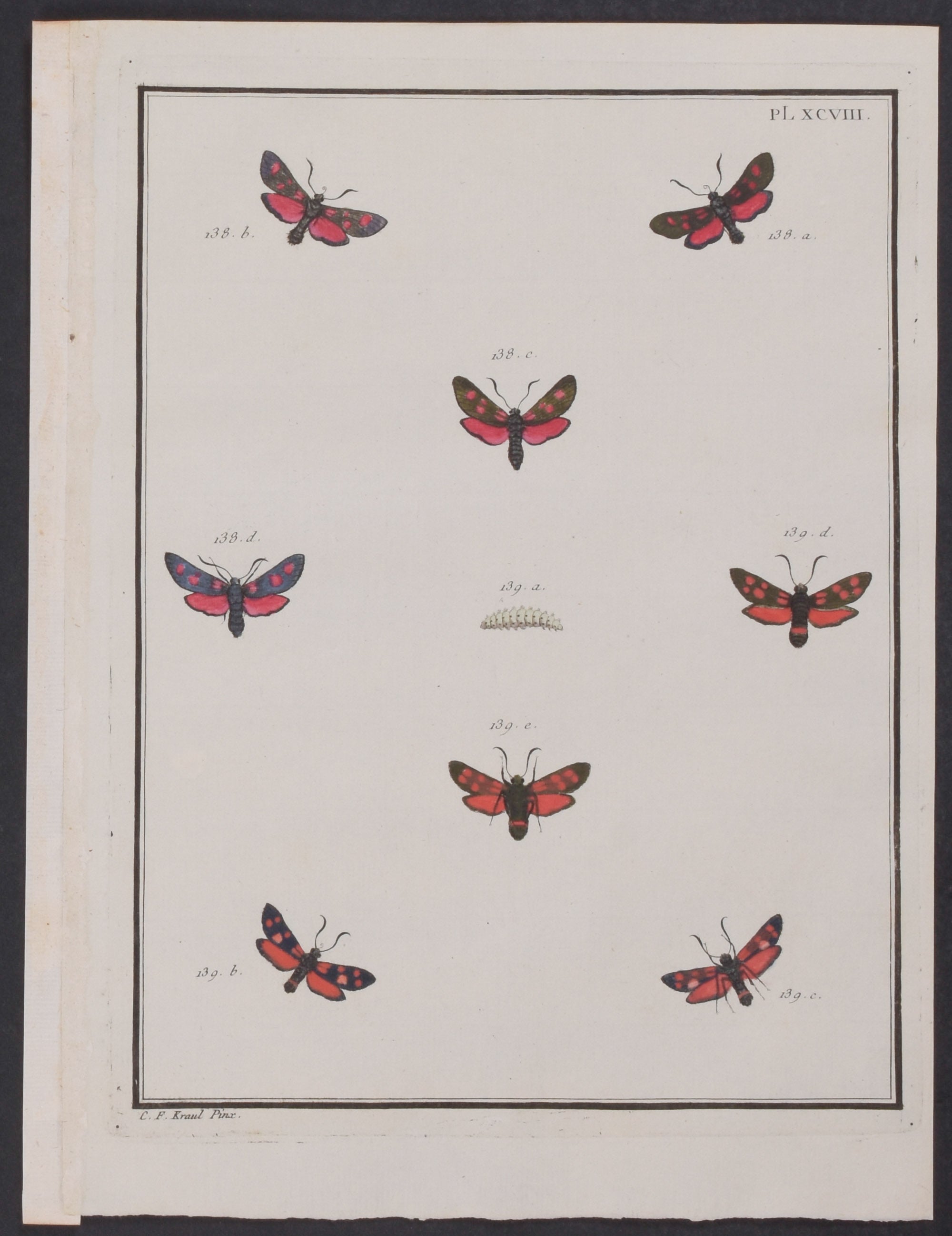 Moth Metamorphosis