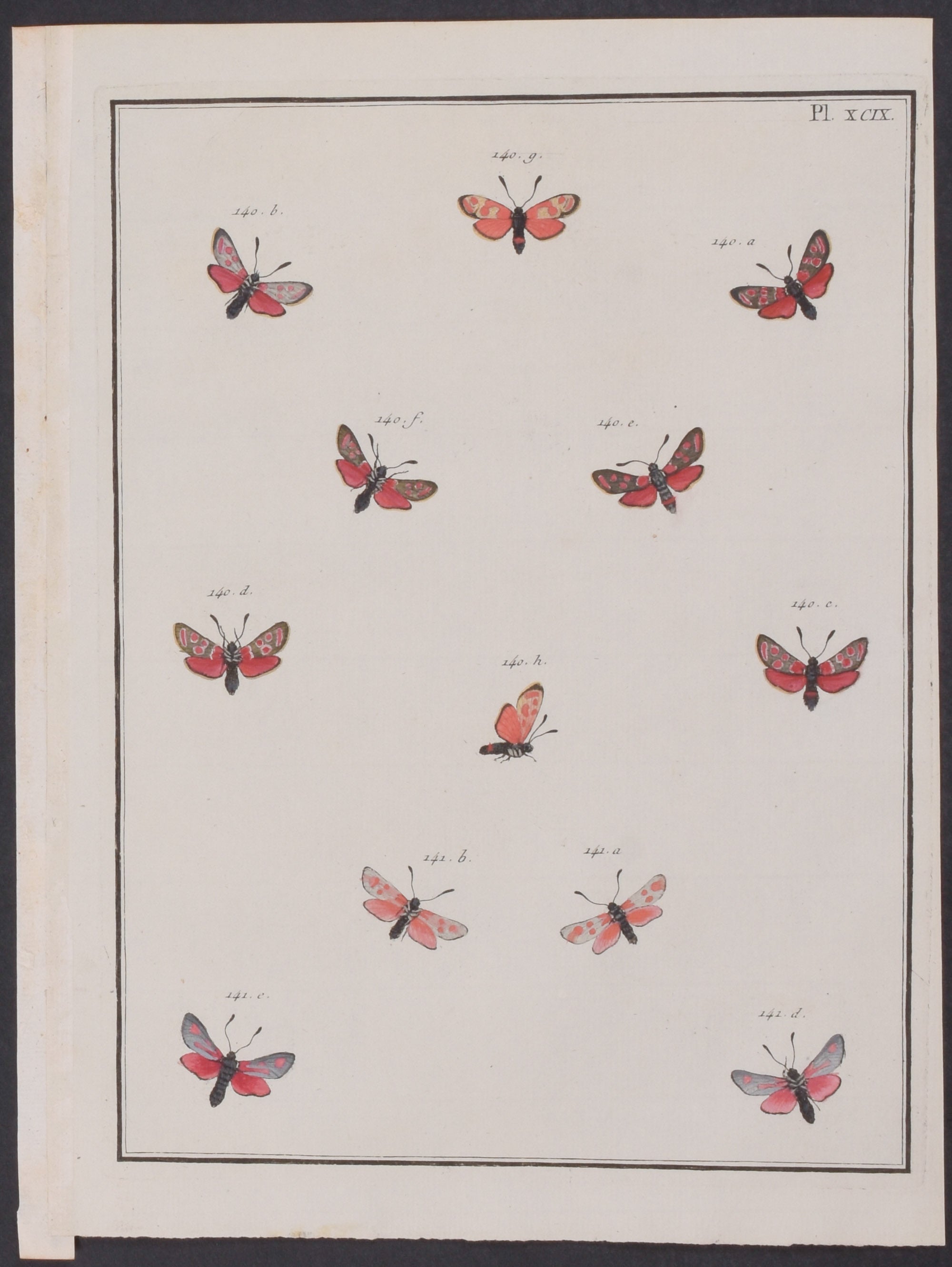 Moths