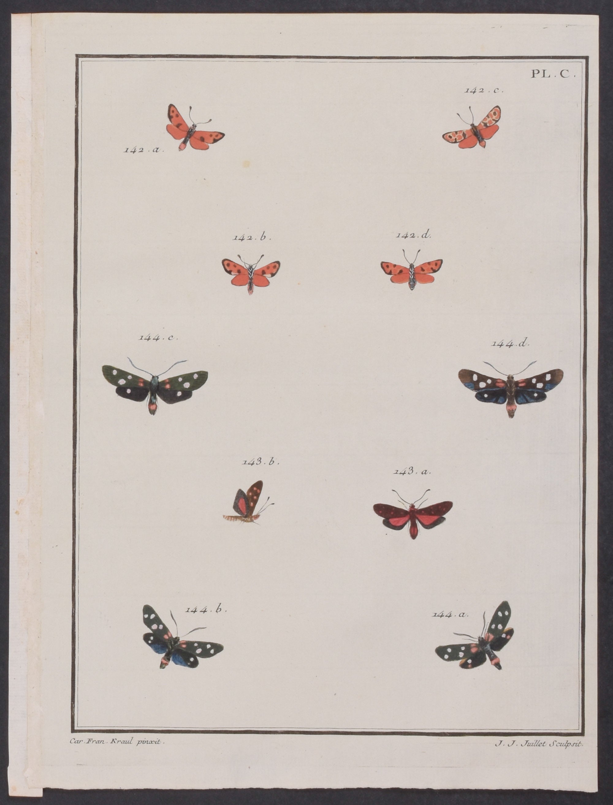 Moths