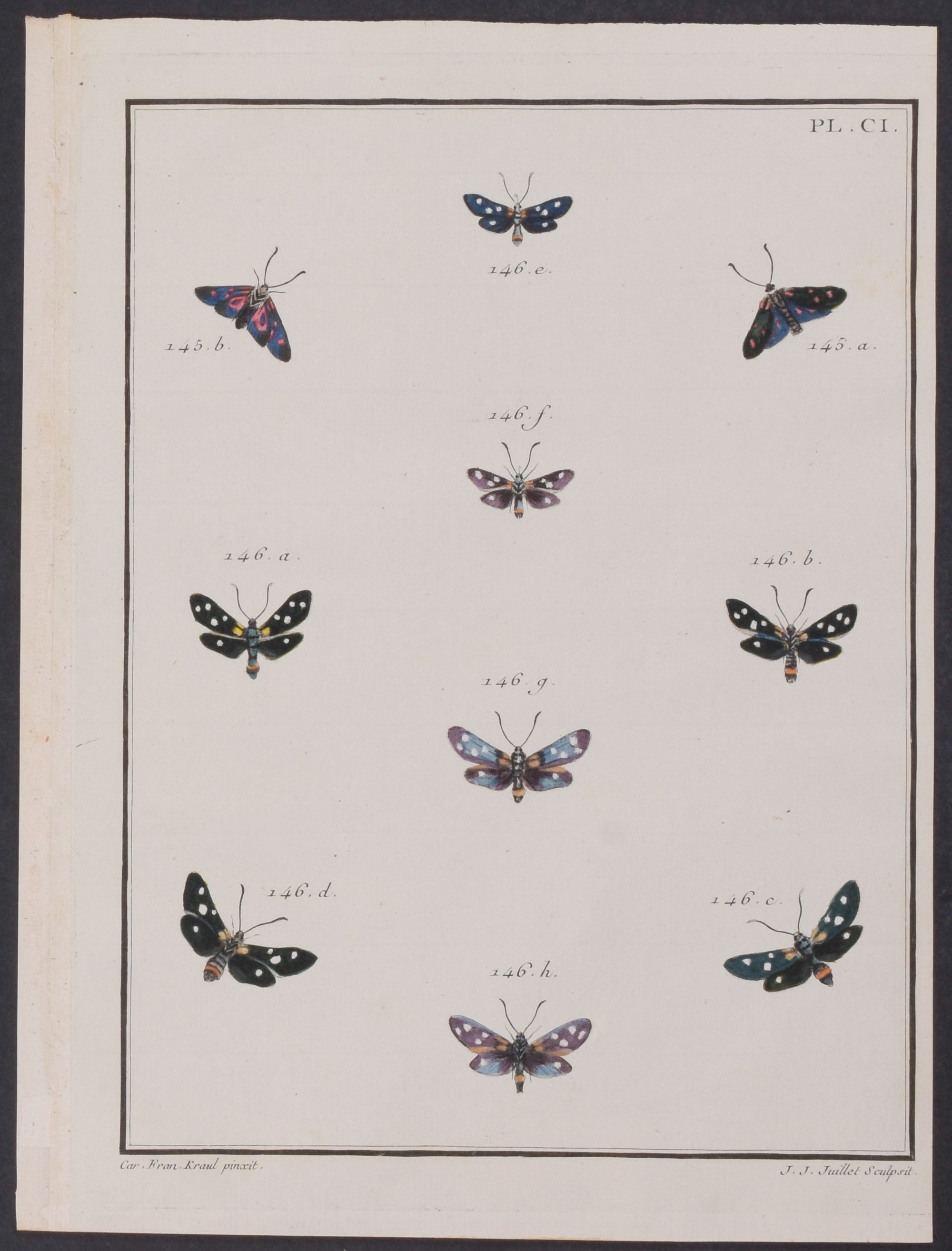 Moths