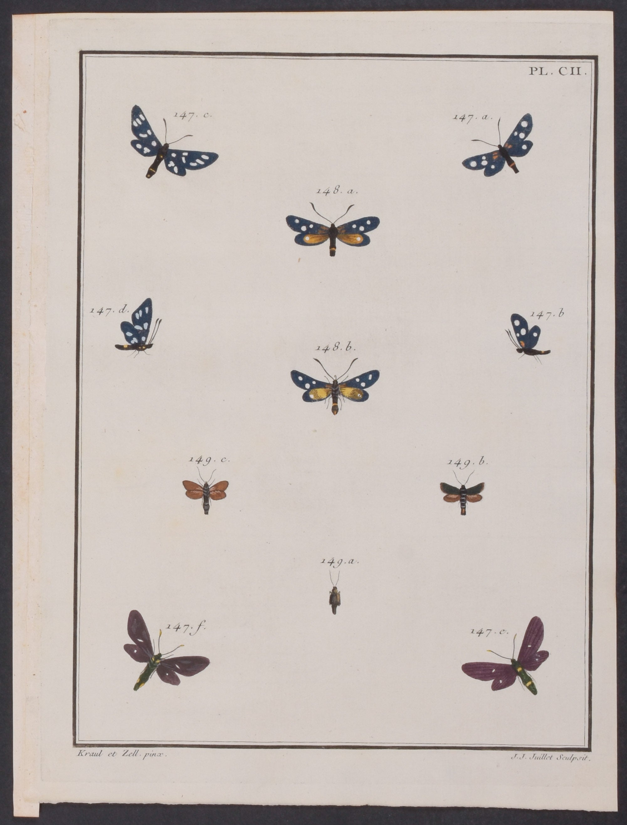 Moths