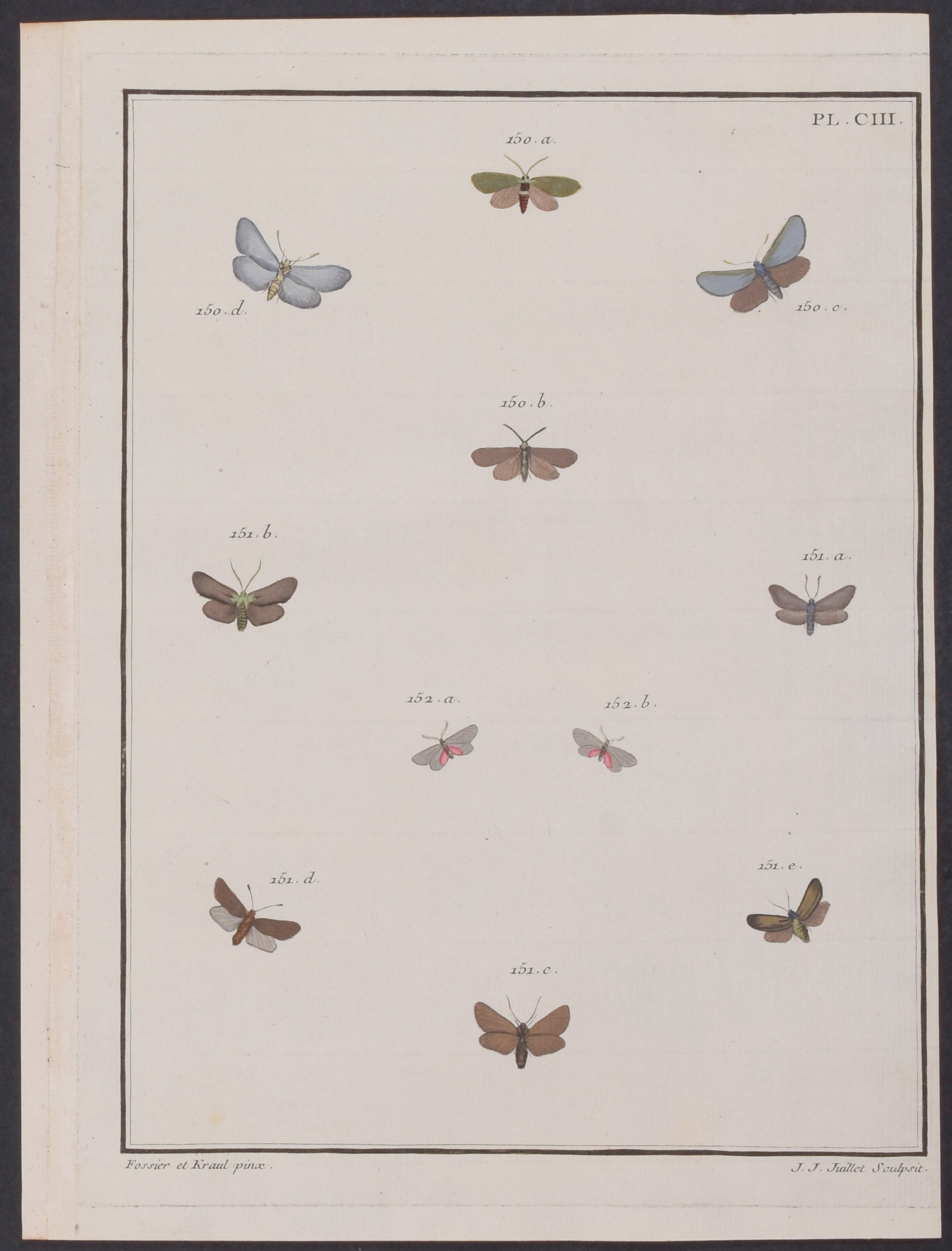 Moths