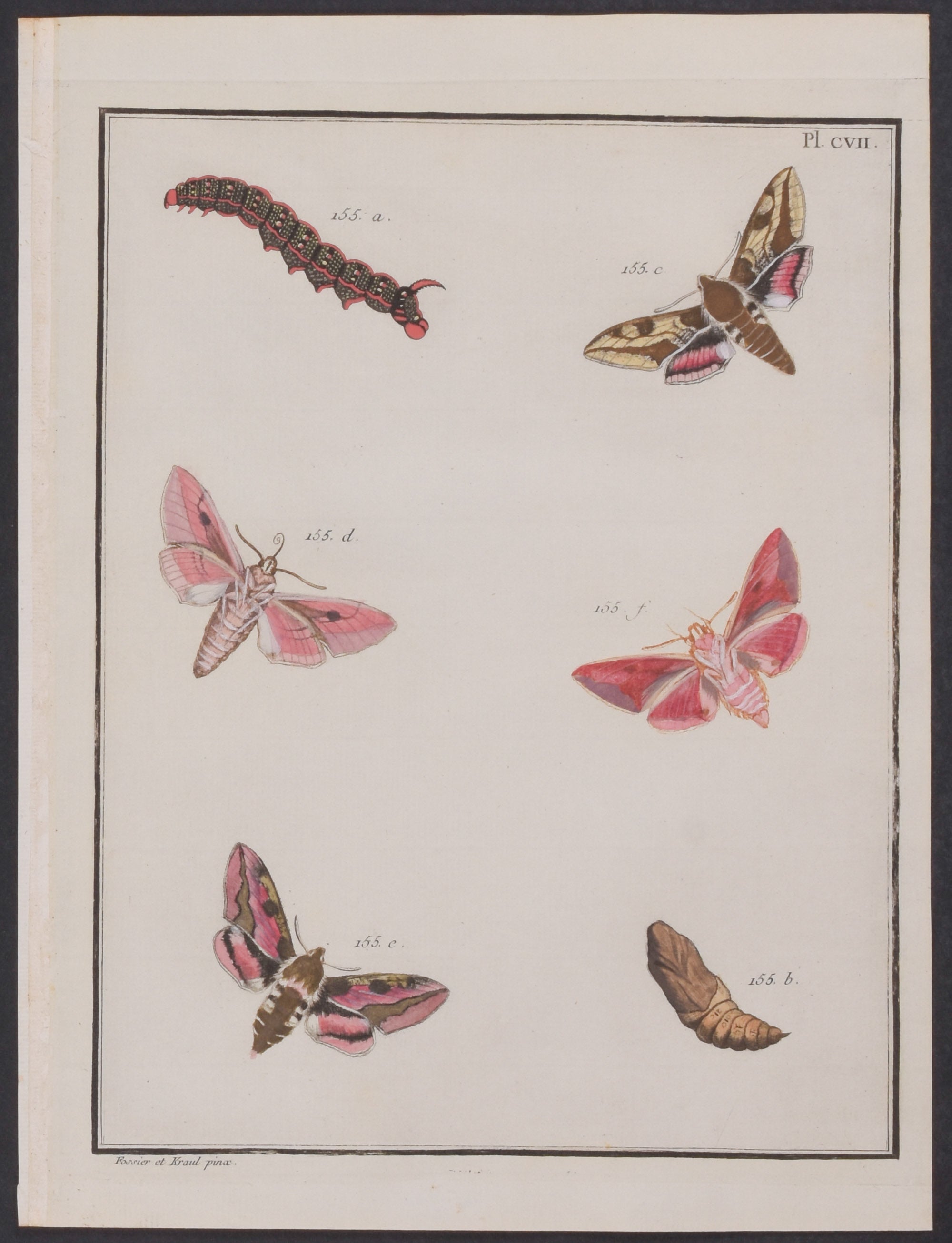 Moth Metamorphosis