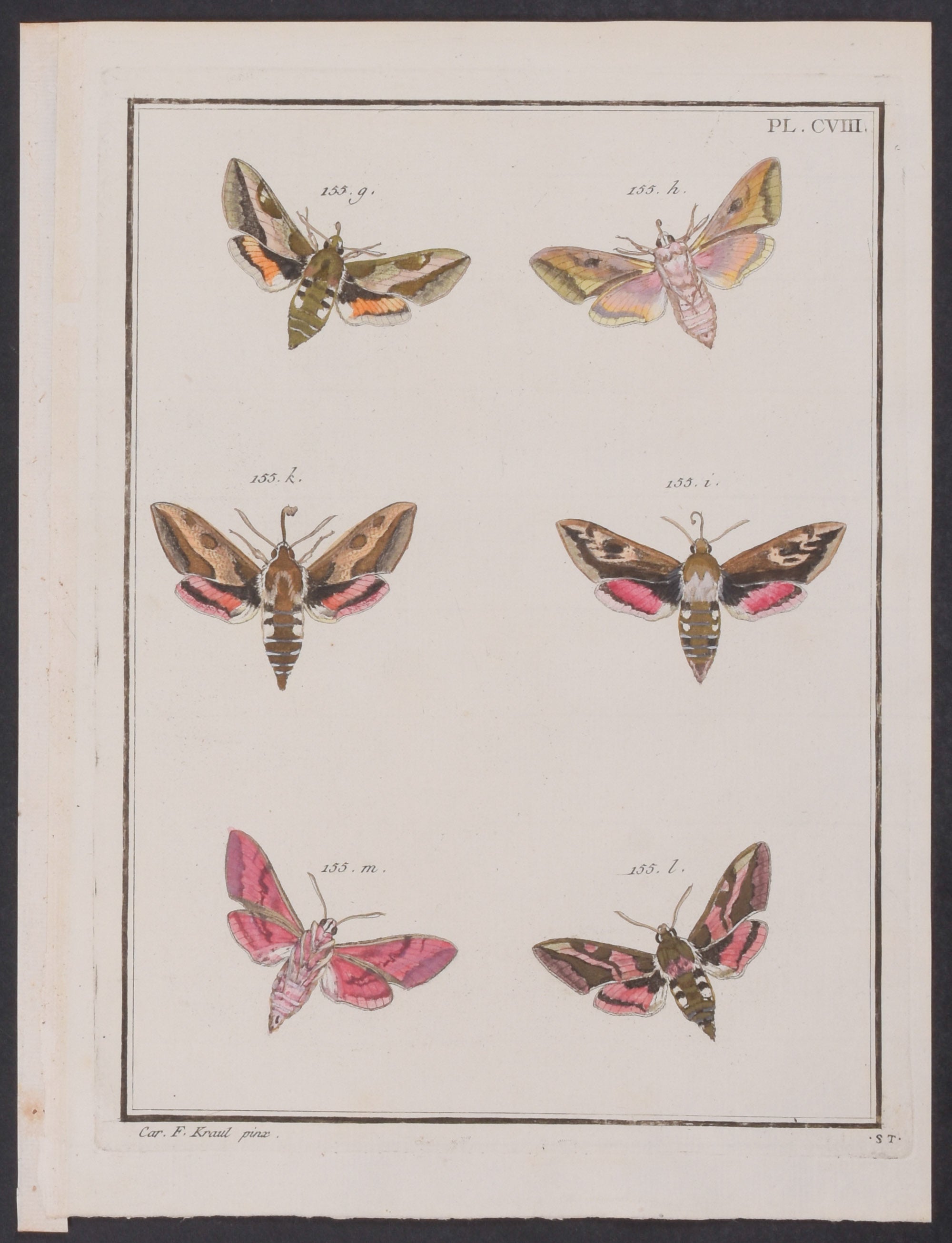 Moths