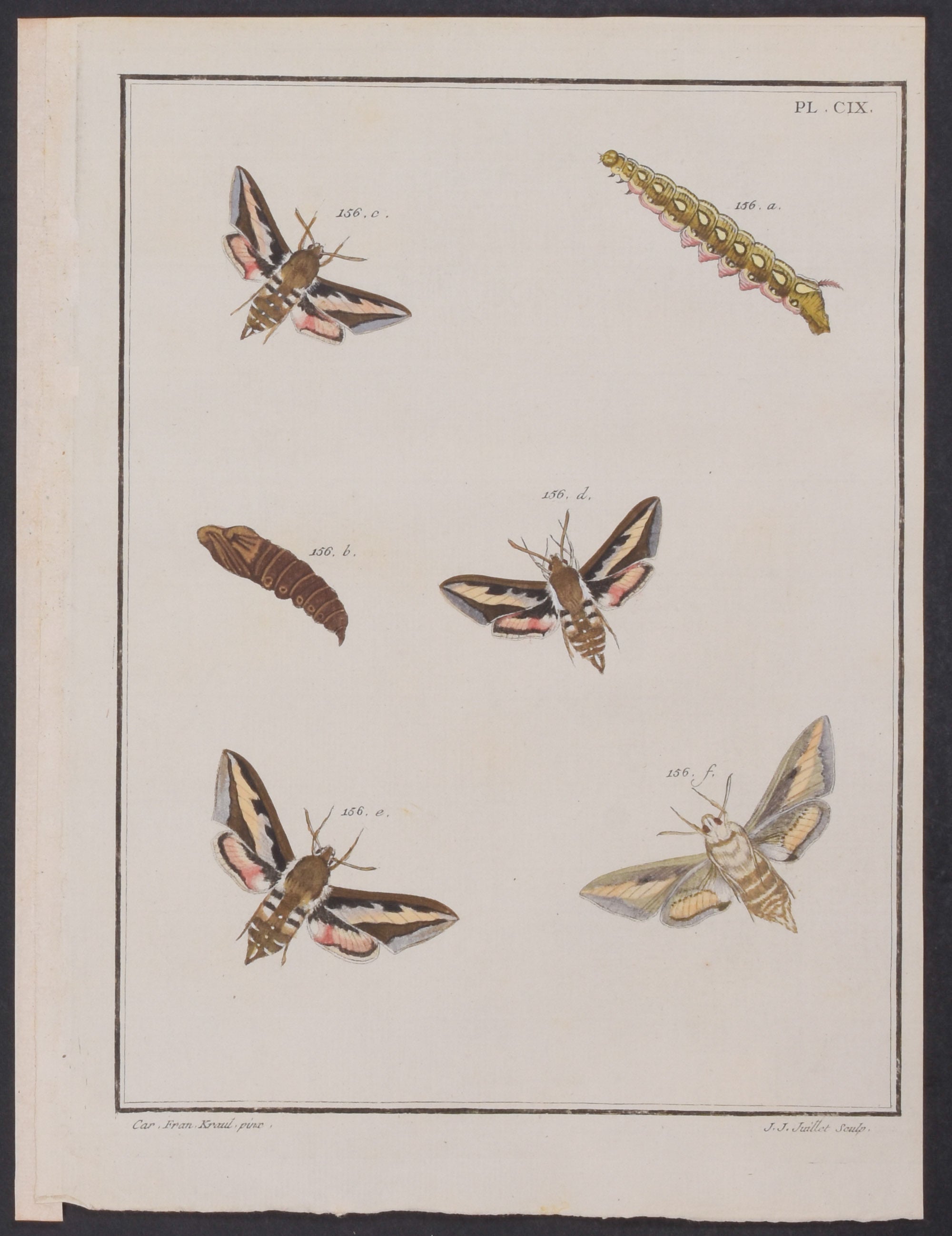 Moth Metamorphosis