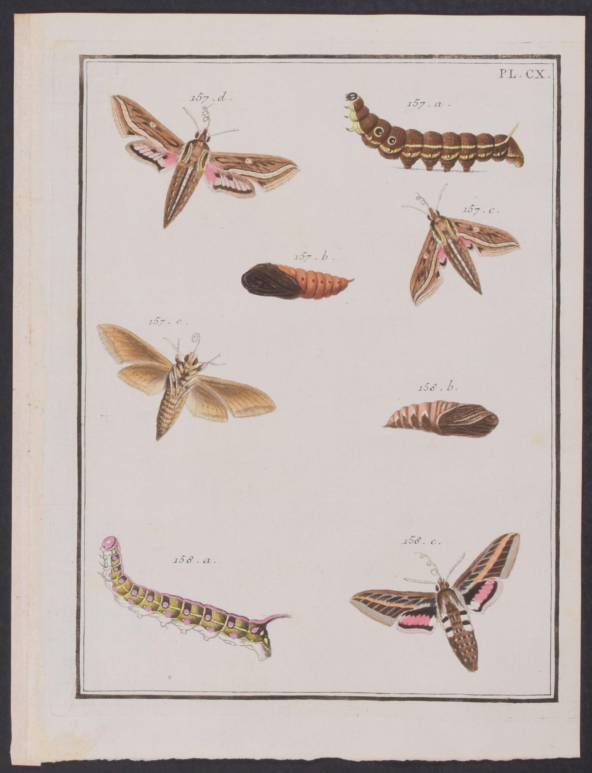 Moth Metamorphosis