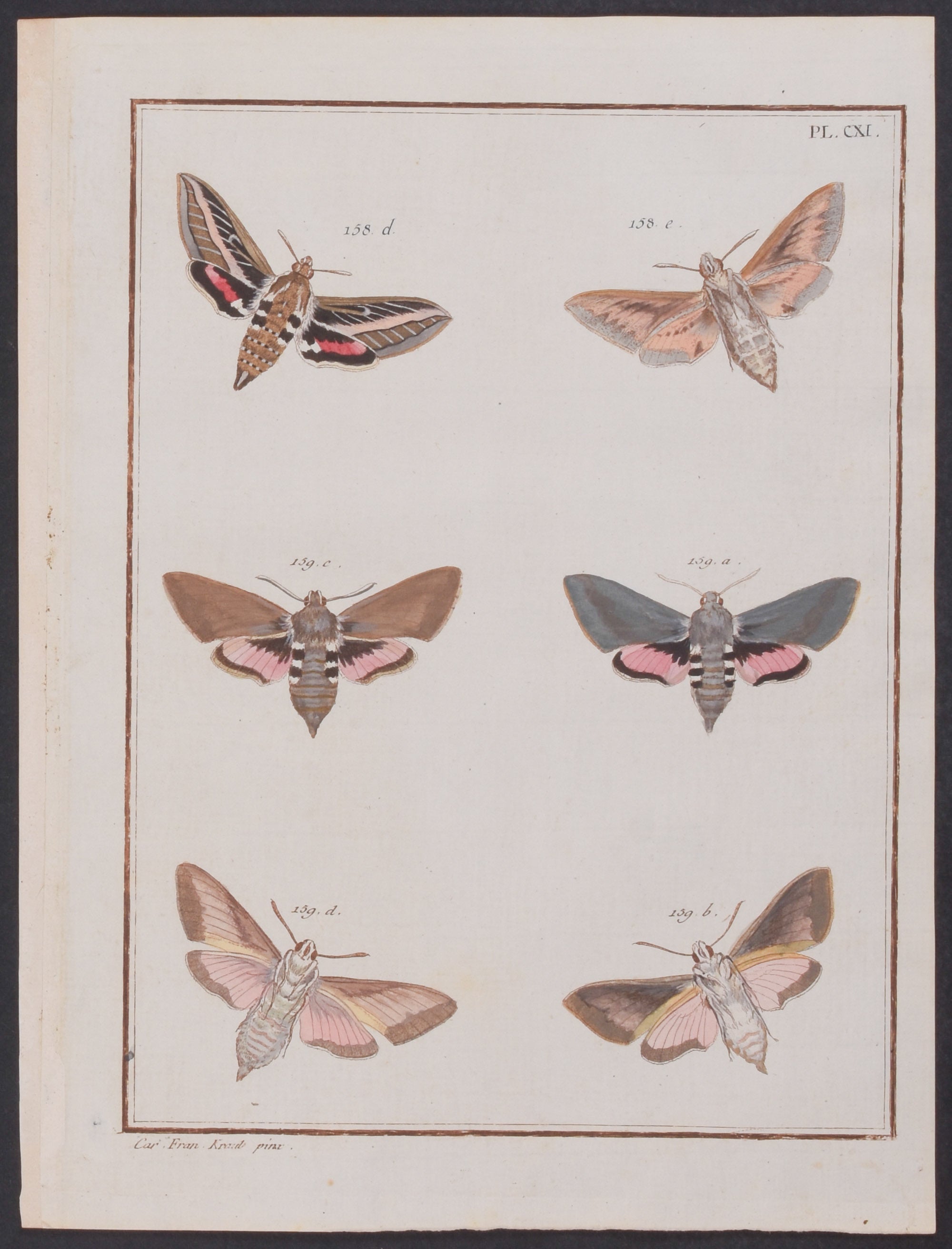 Moths