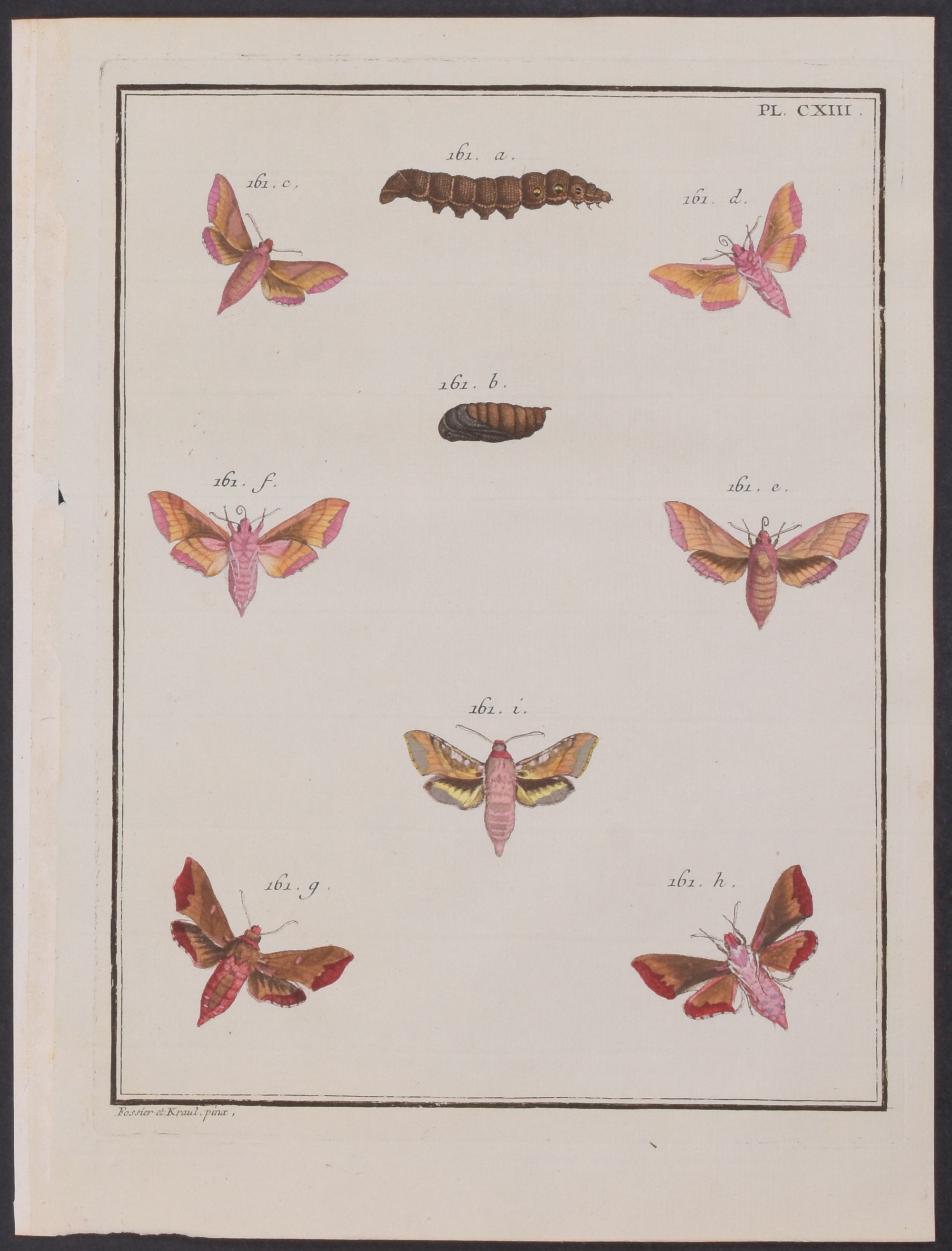 Moth Metamorphosis