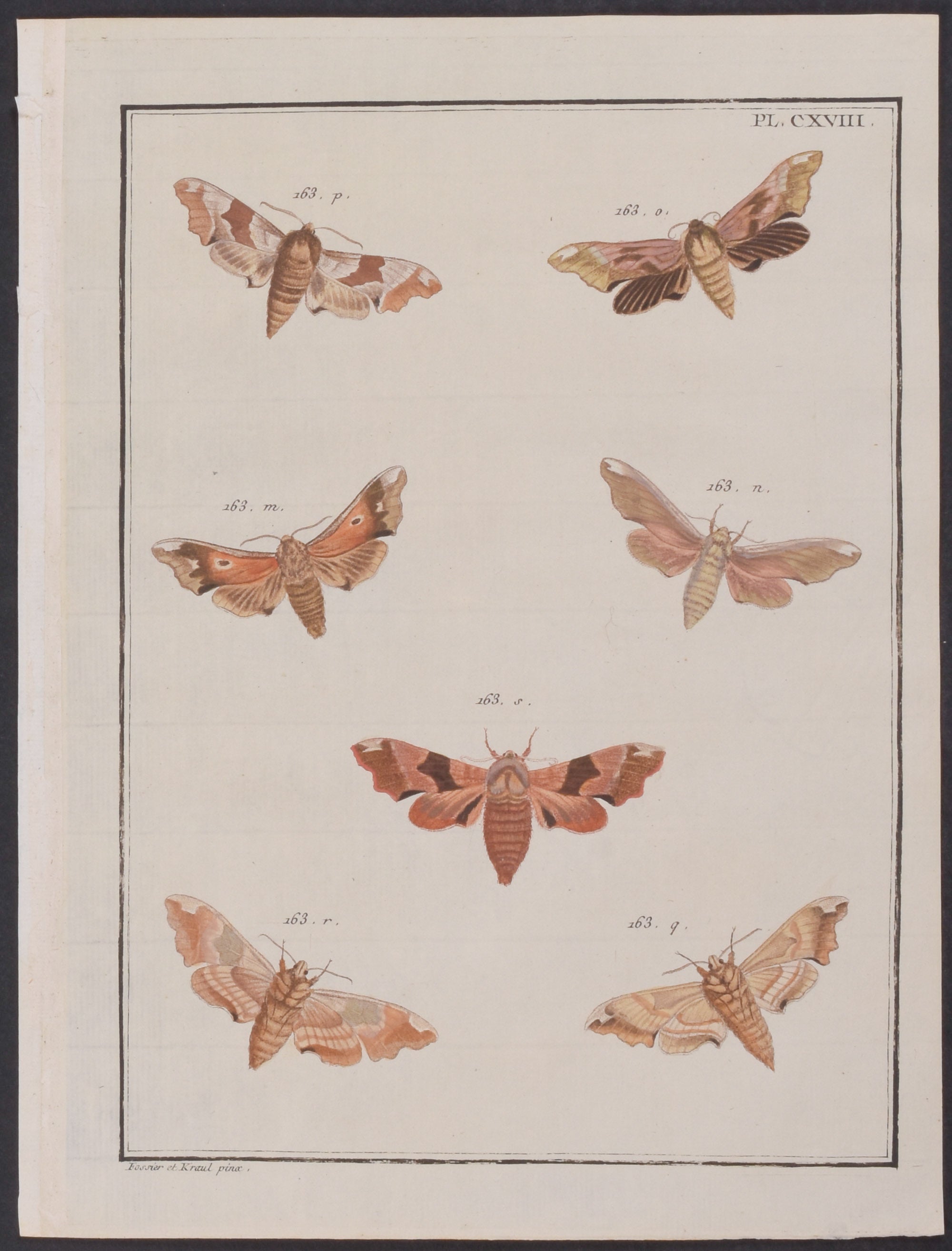 Moths