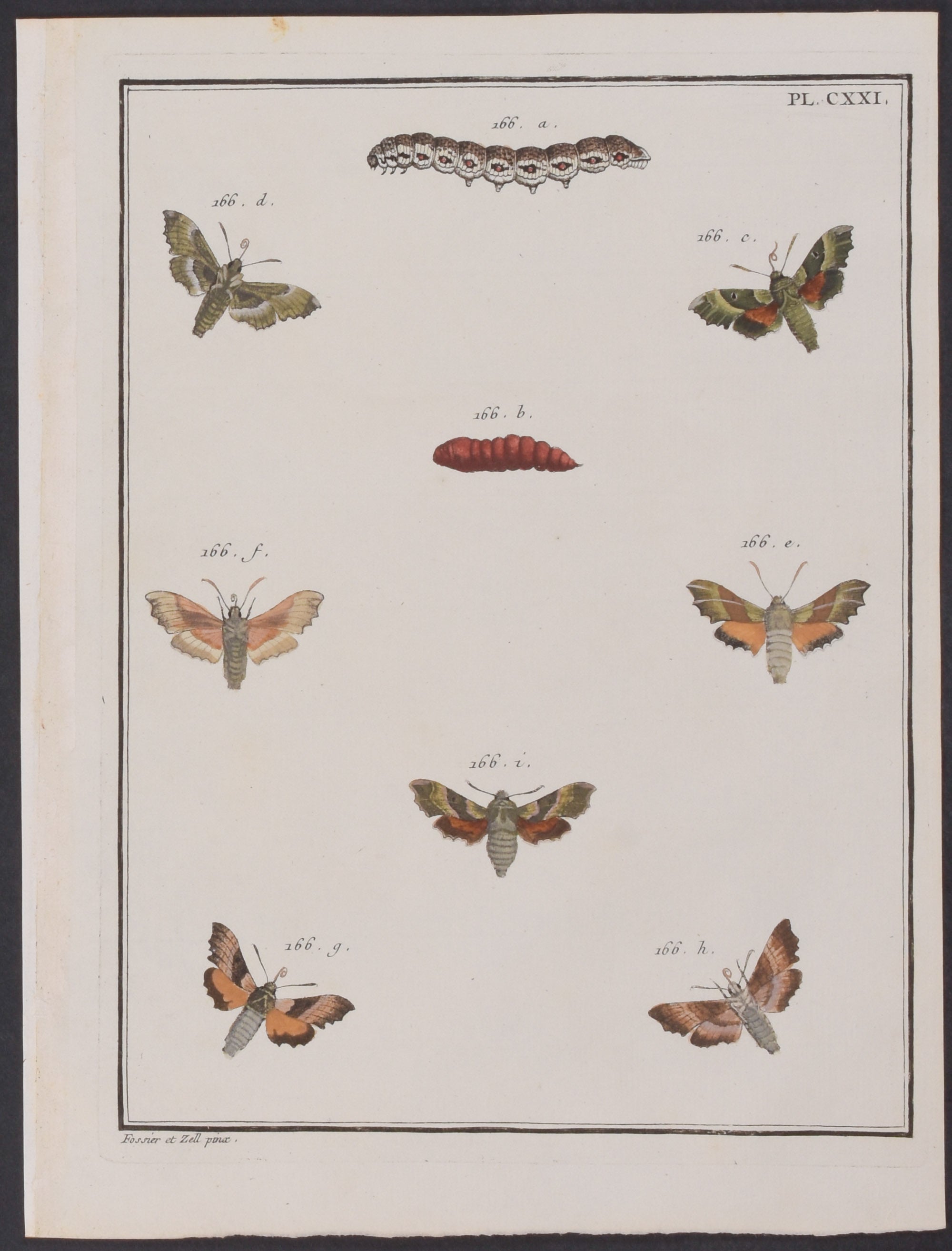 Moth Metamorphosis