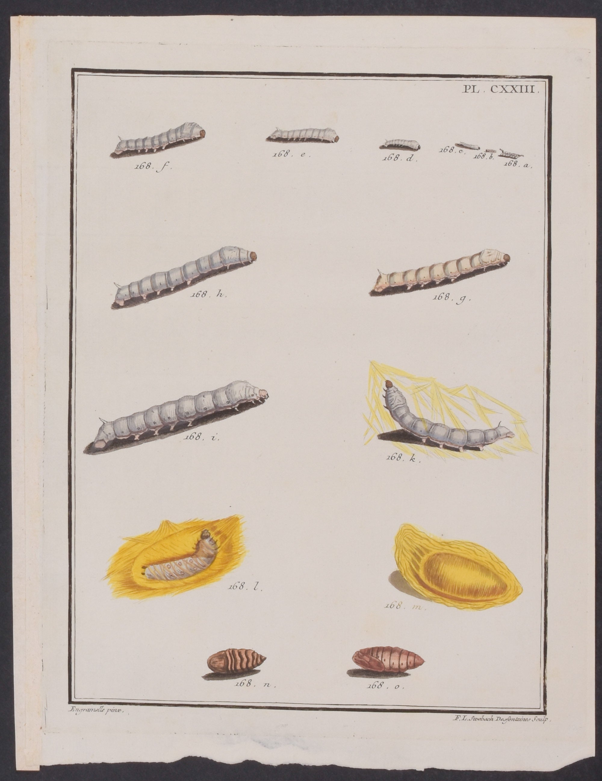 Caterpillars & Cocoons