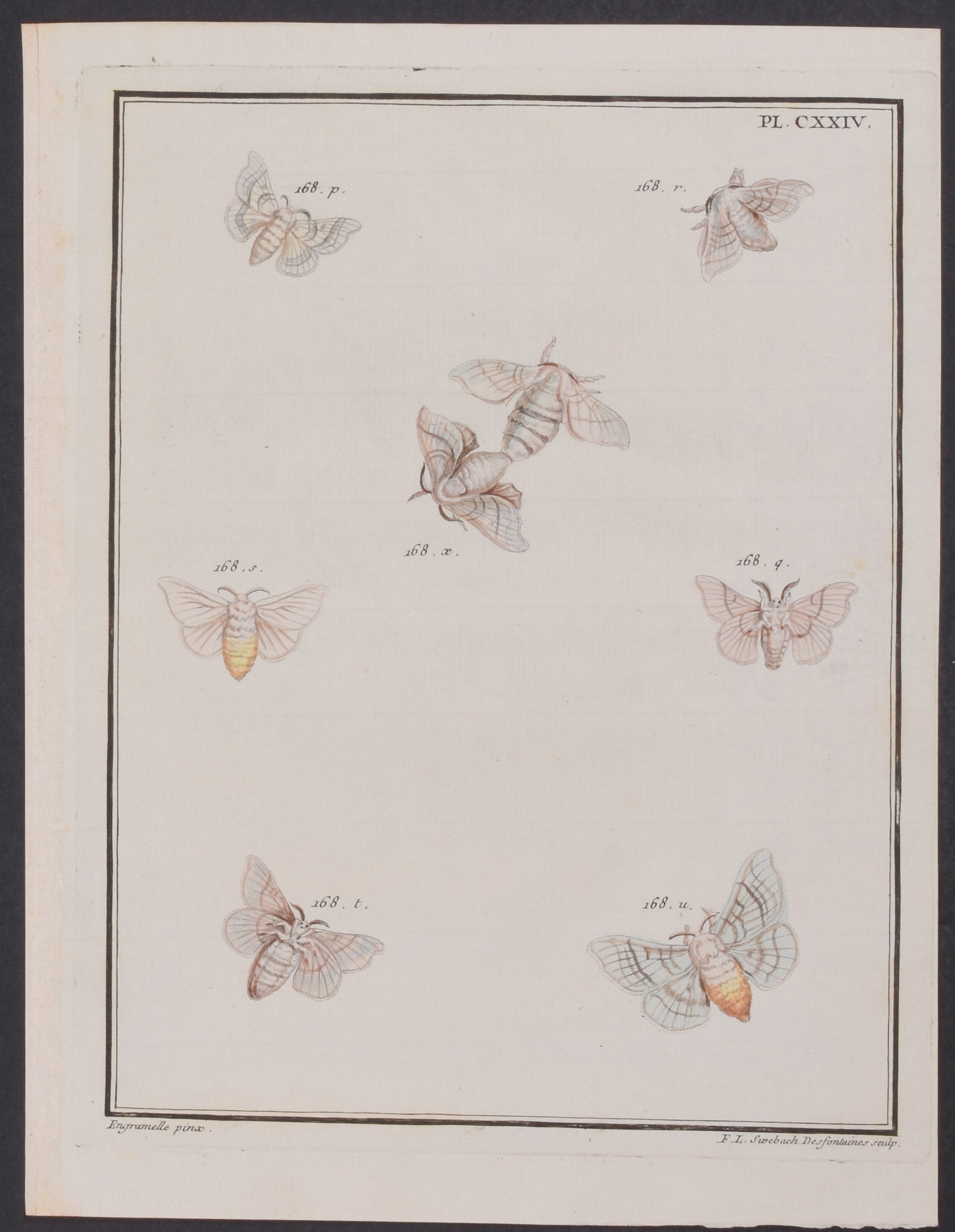 Moths