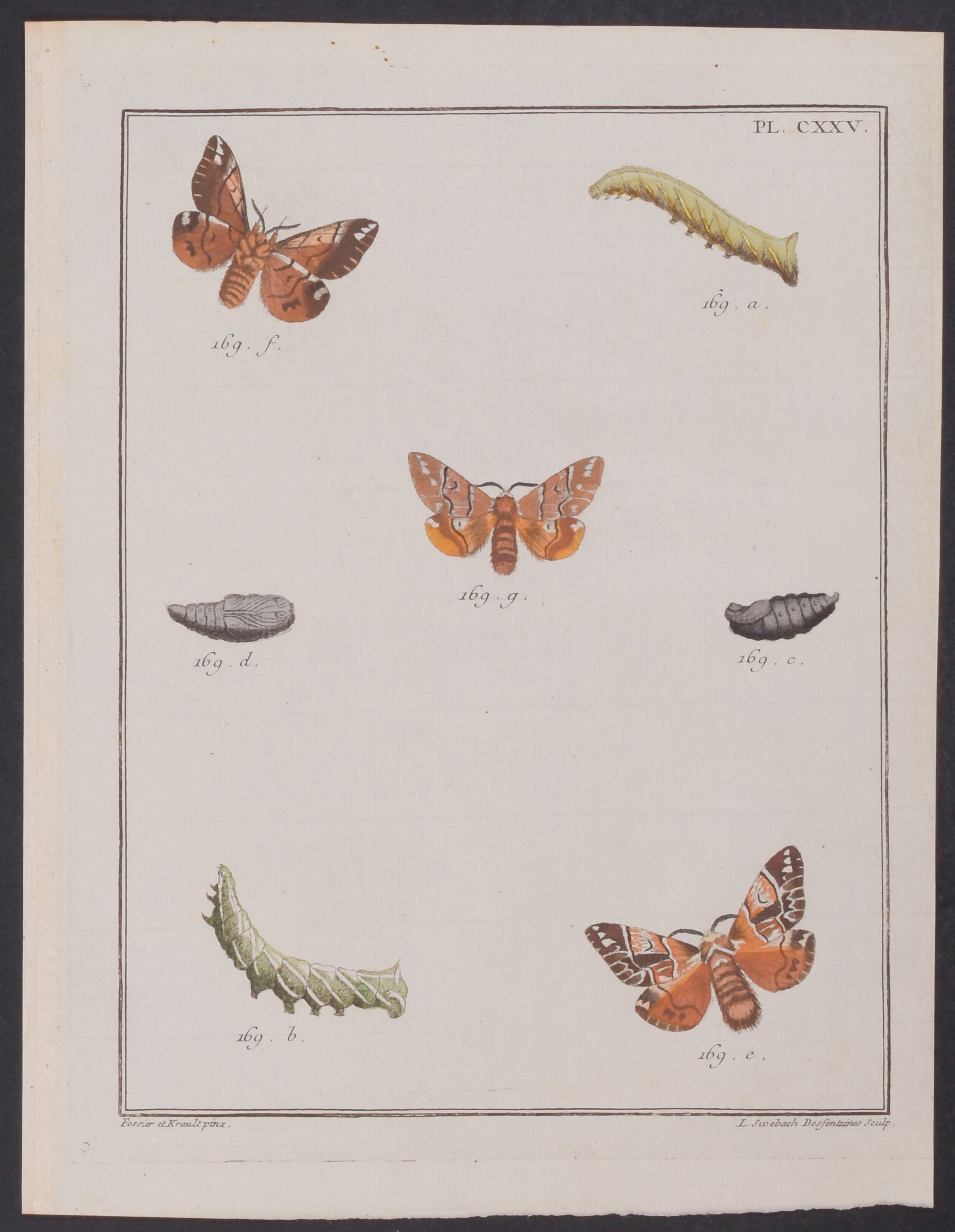 Moth Metamorphosis