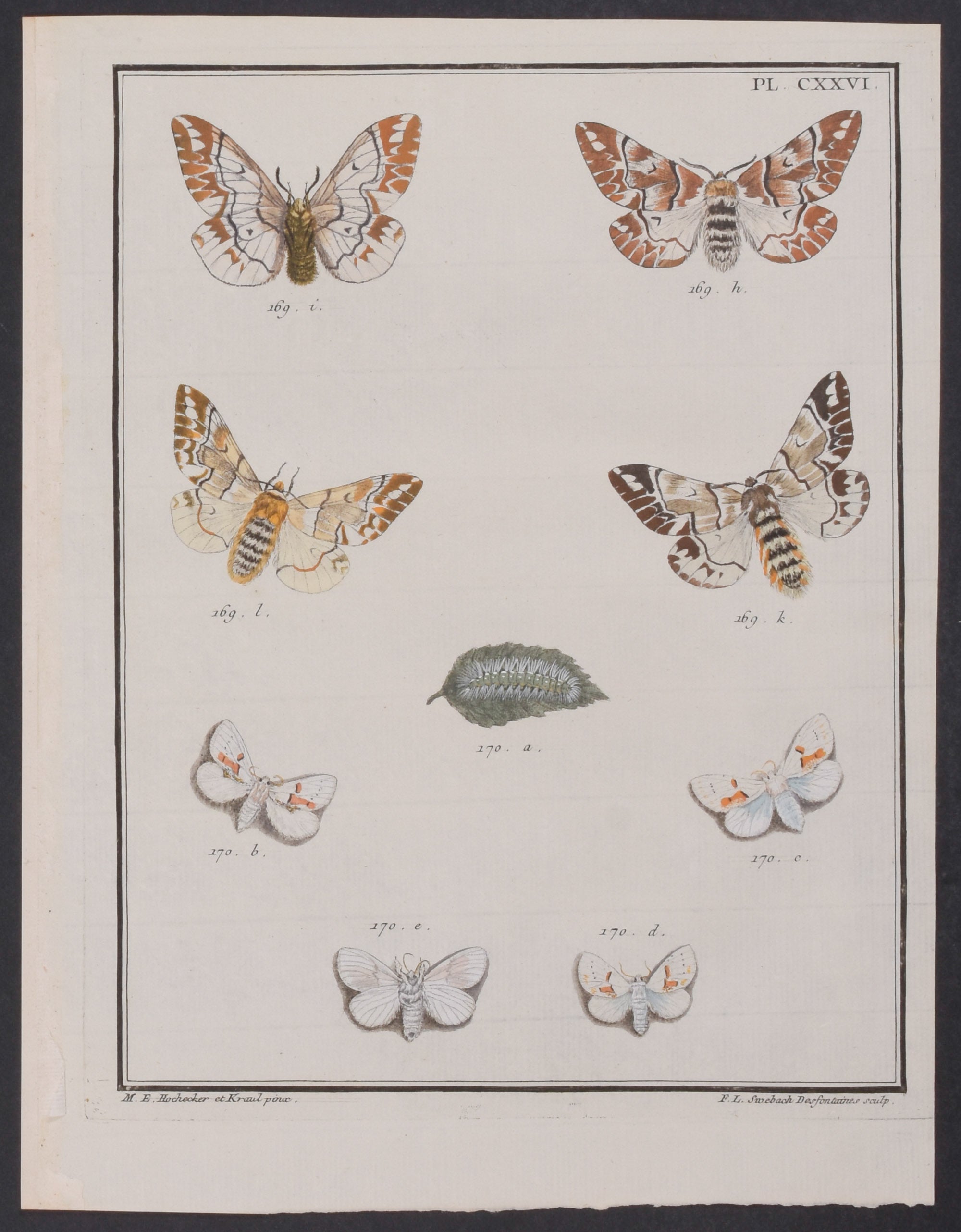 Moth Metamorphosis