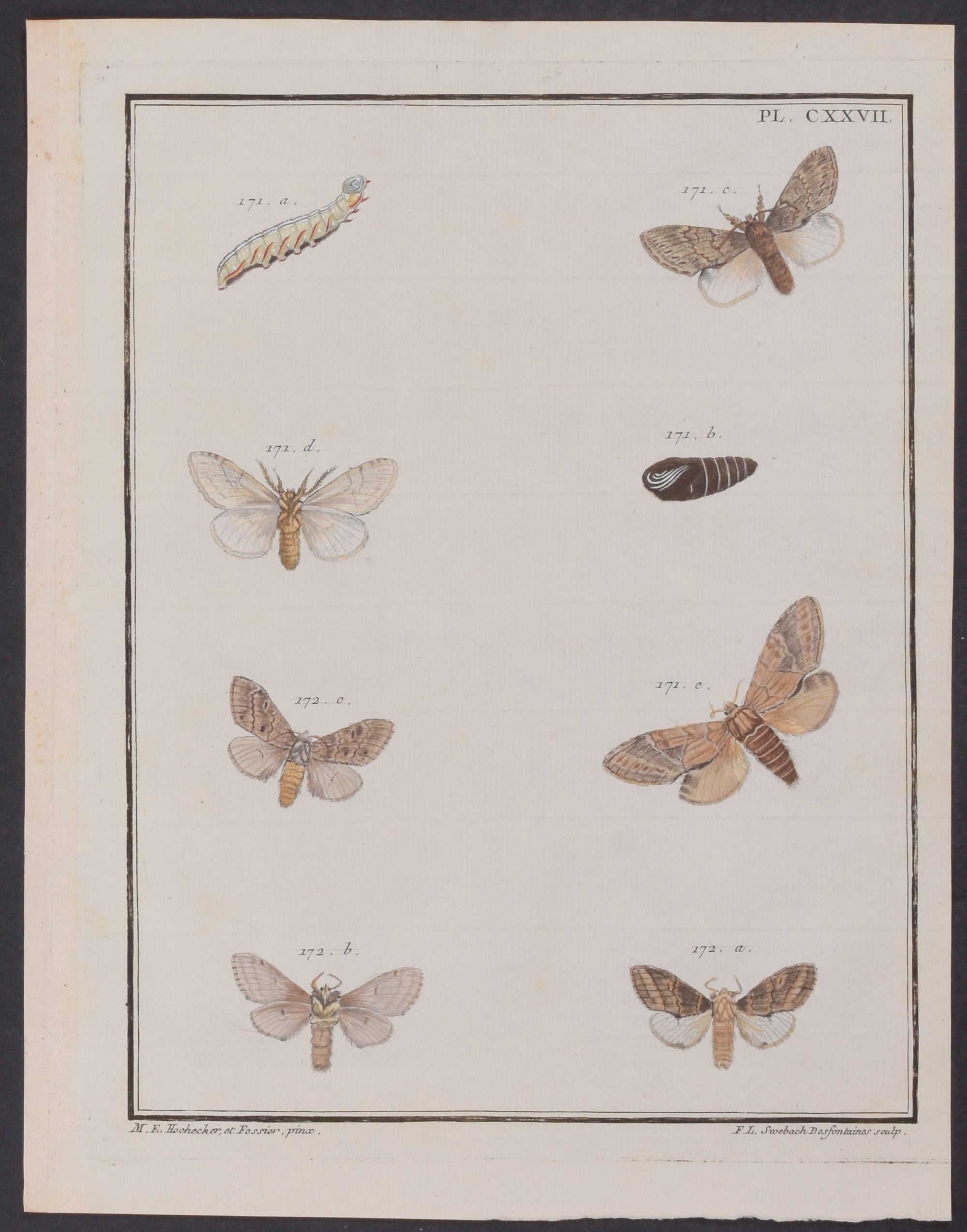 Moth Metamorphosis