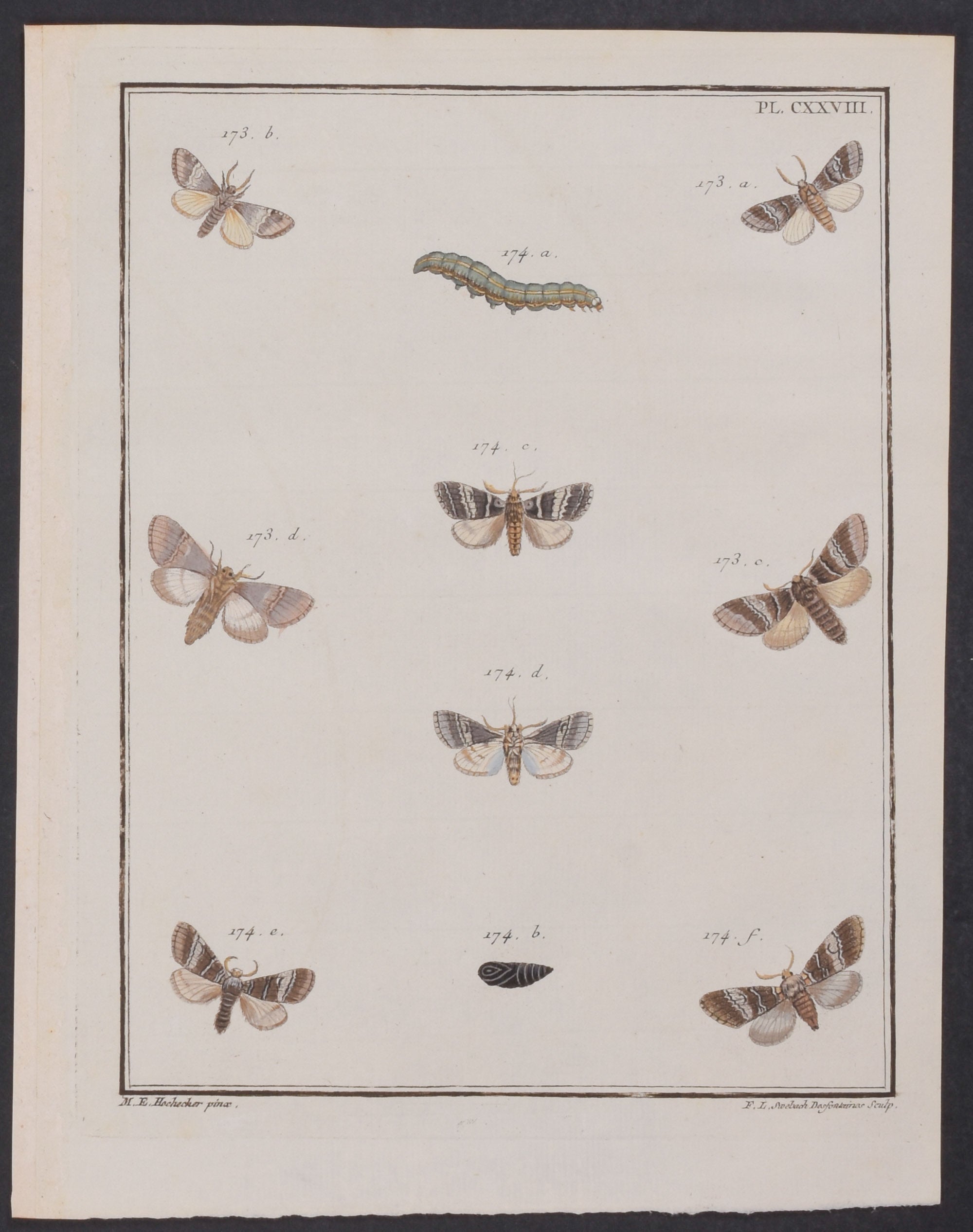 Moth Metamorphosis