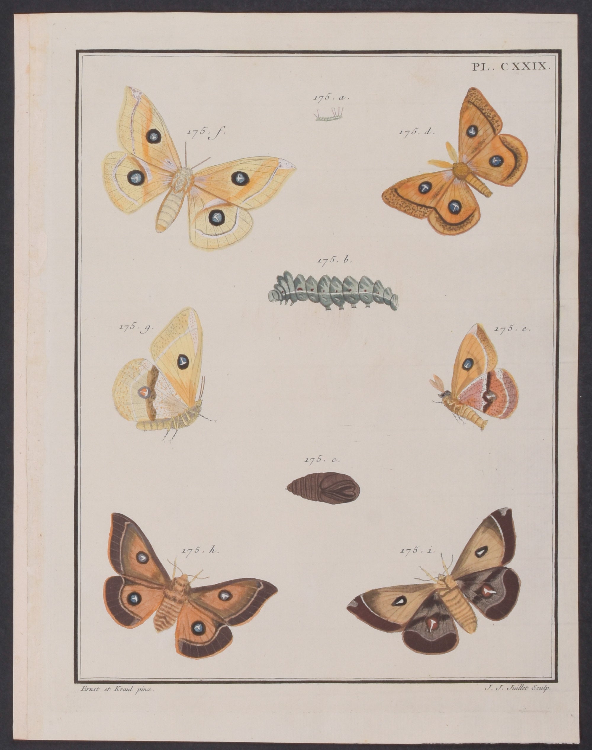 Moth Metamorphosis