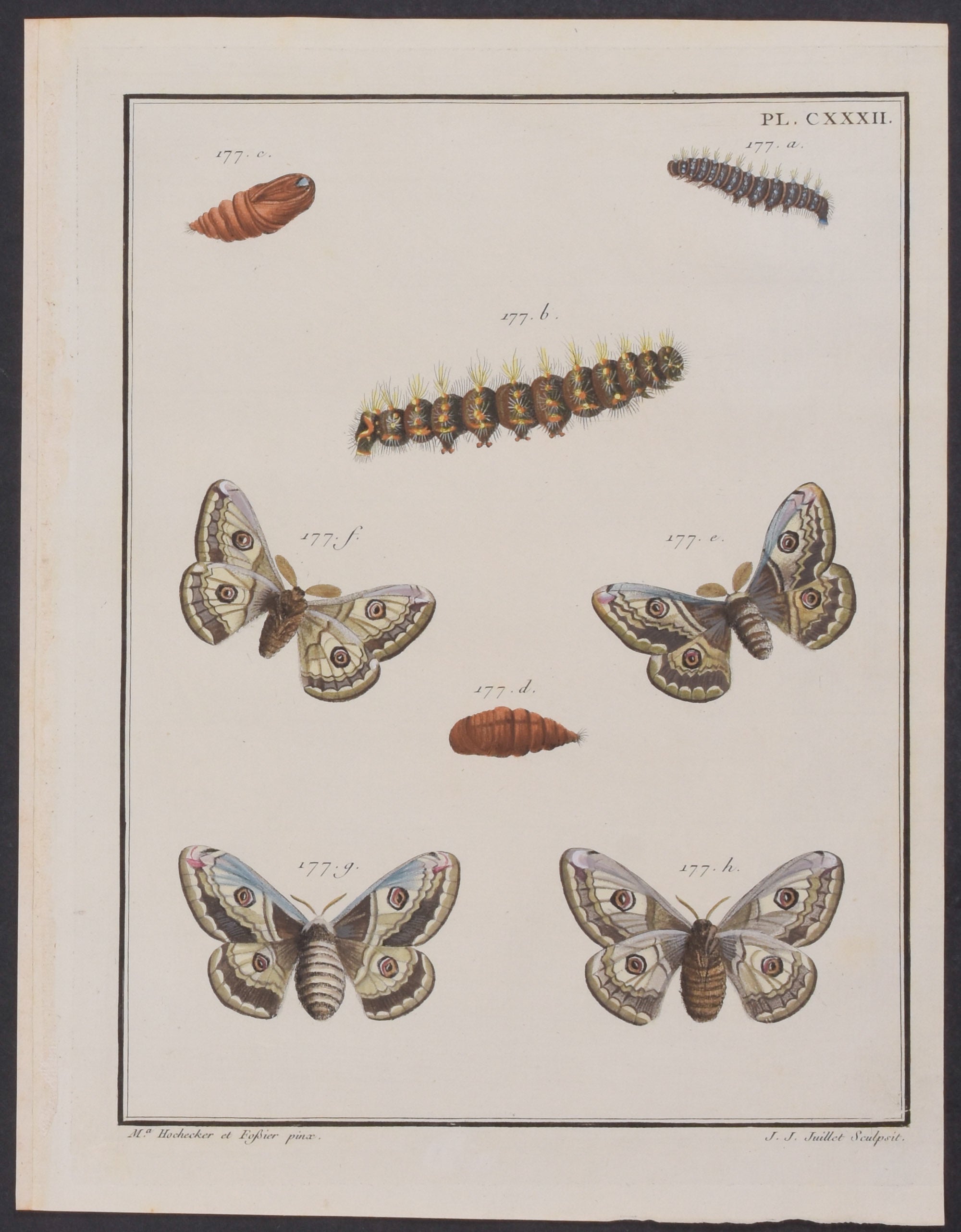Moth Metamorphosis
