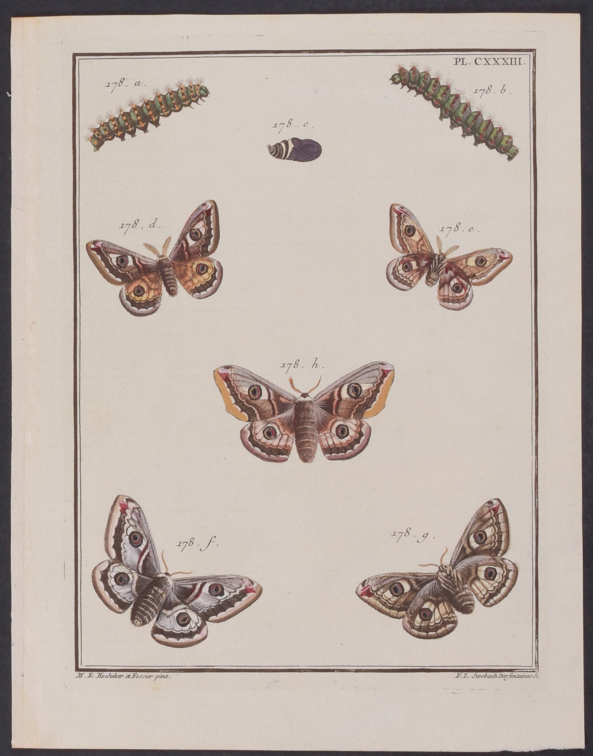 Moth Metamorphosis