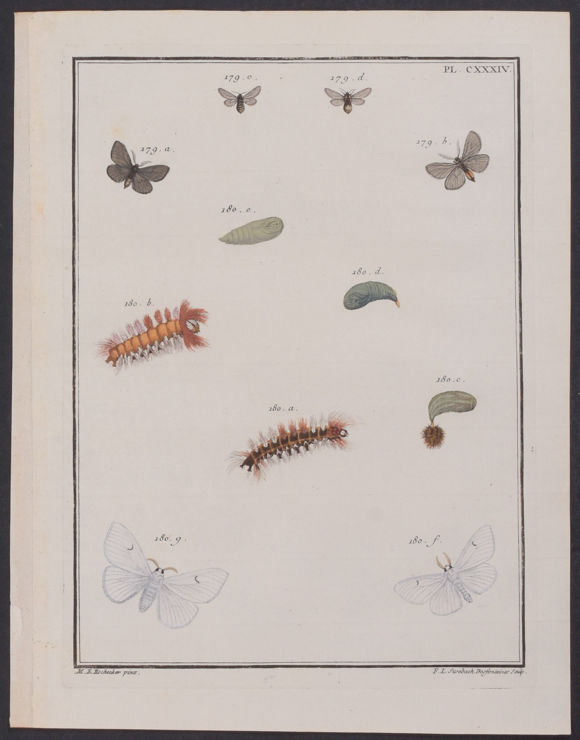 Moth Metamorphosis