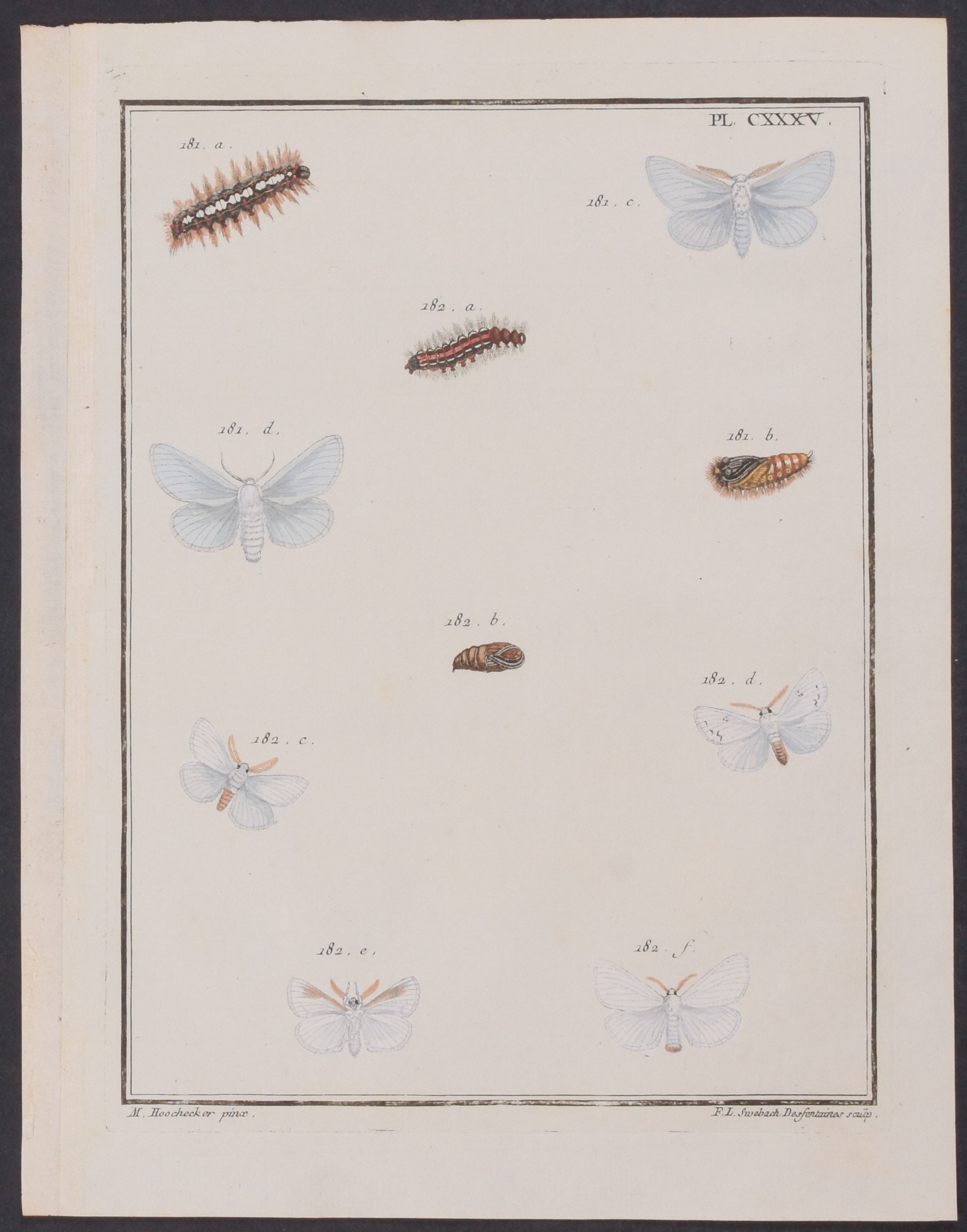 Moth Metamorphosis