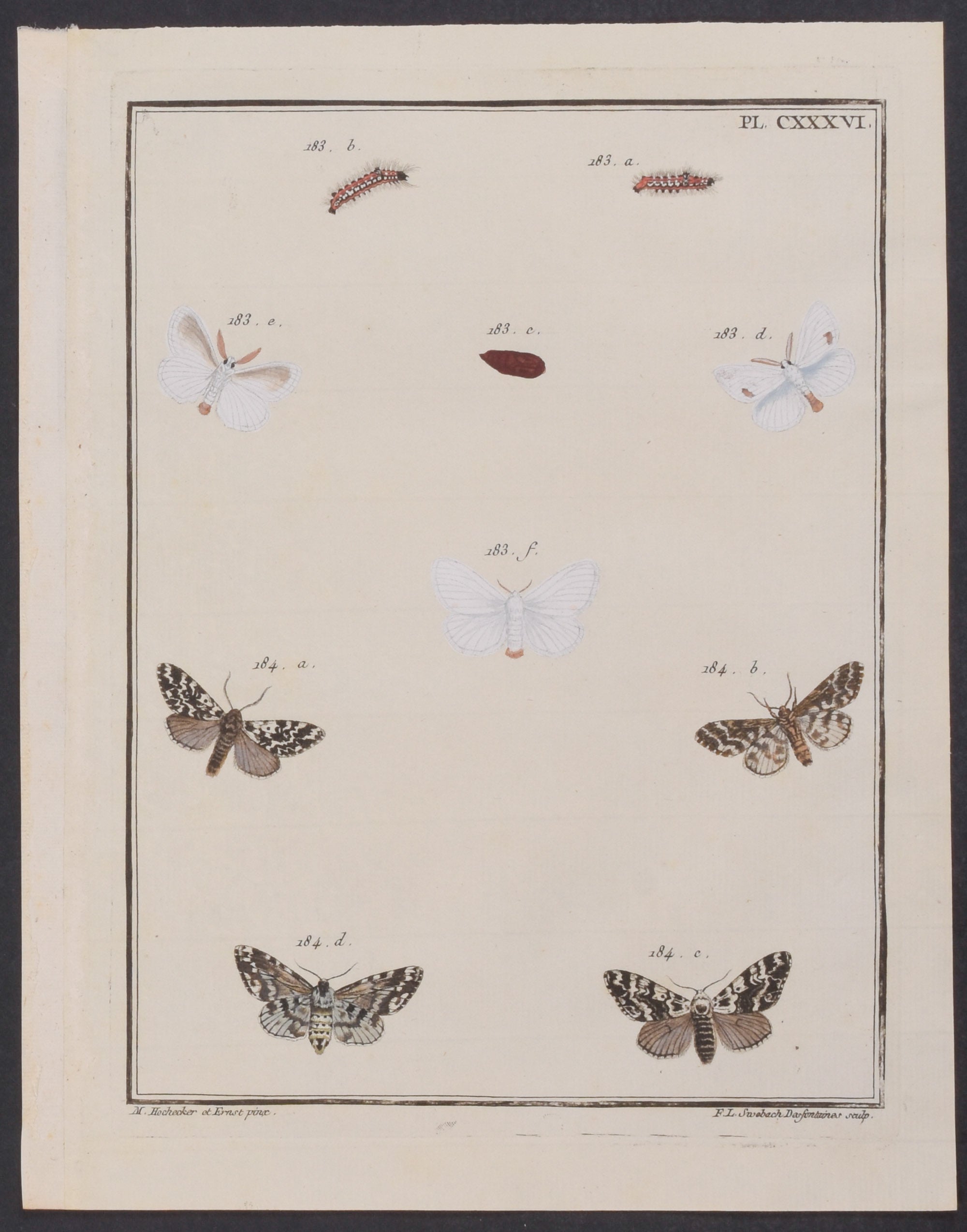 Moth Metamorphosis