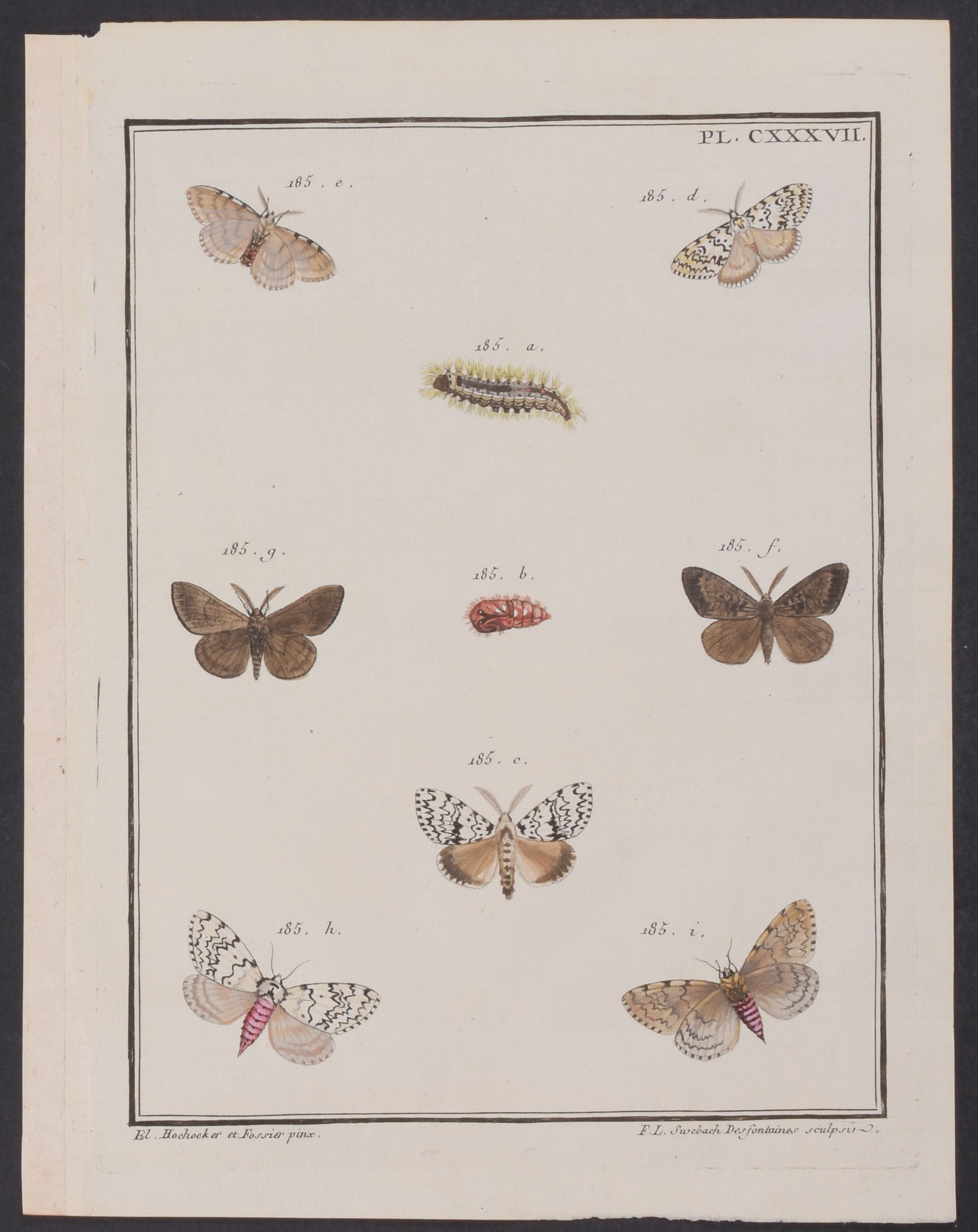 Moth Metamorphosis