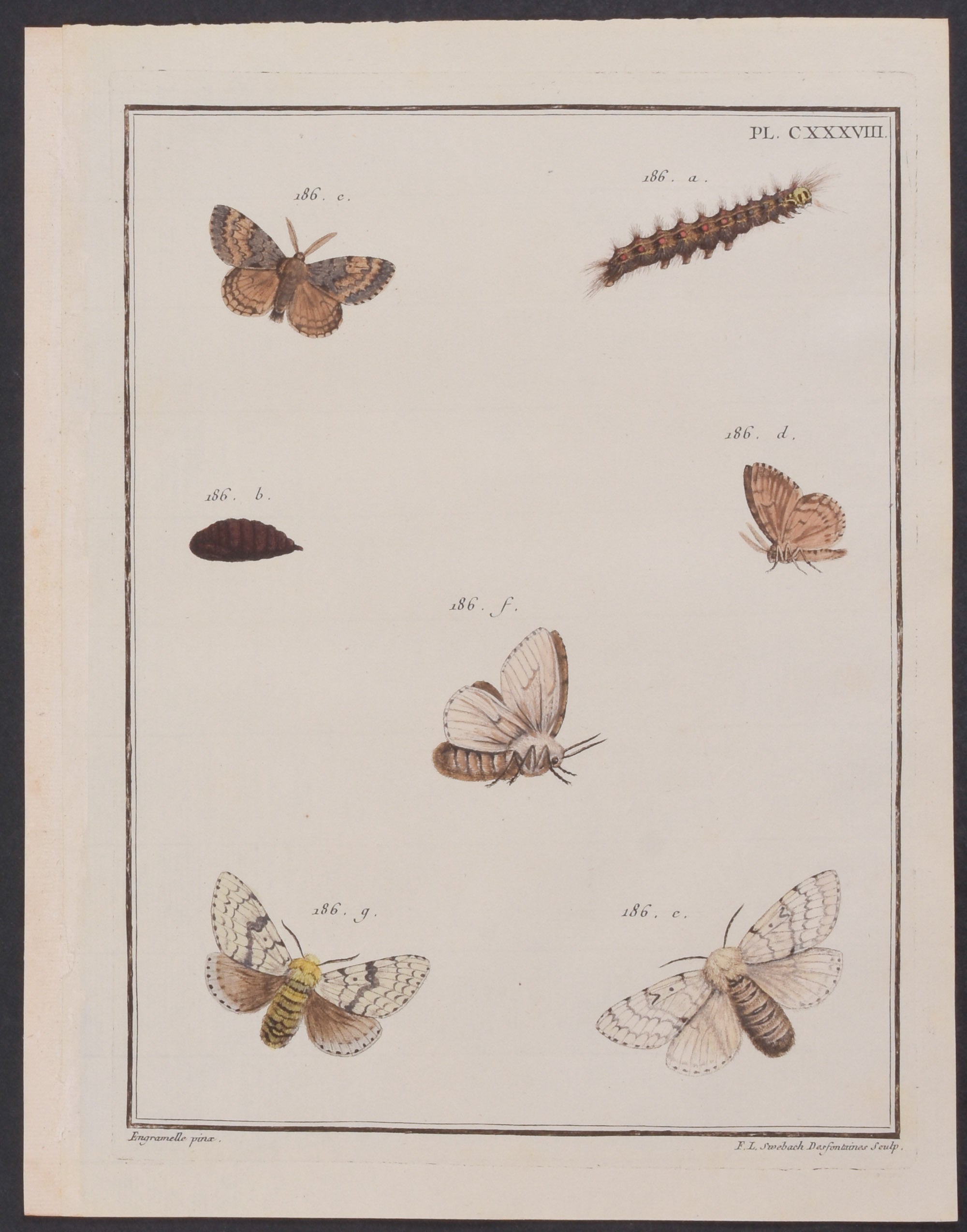 Moth Metamorphosis