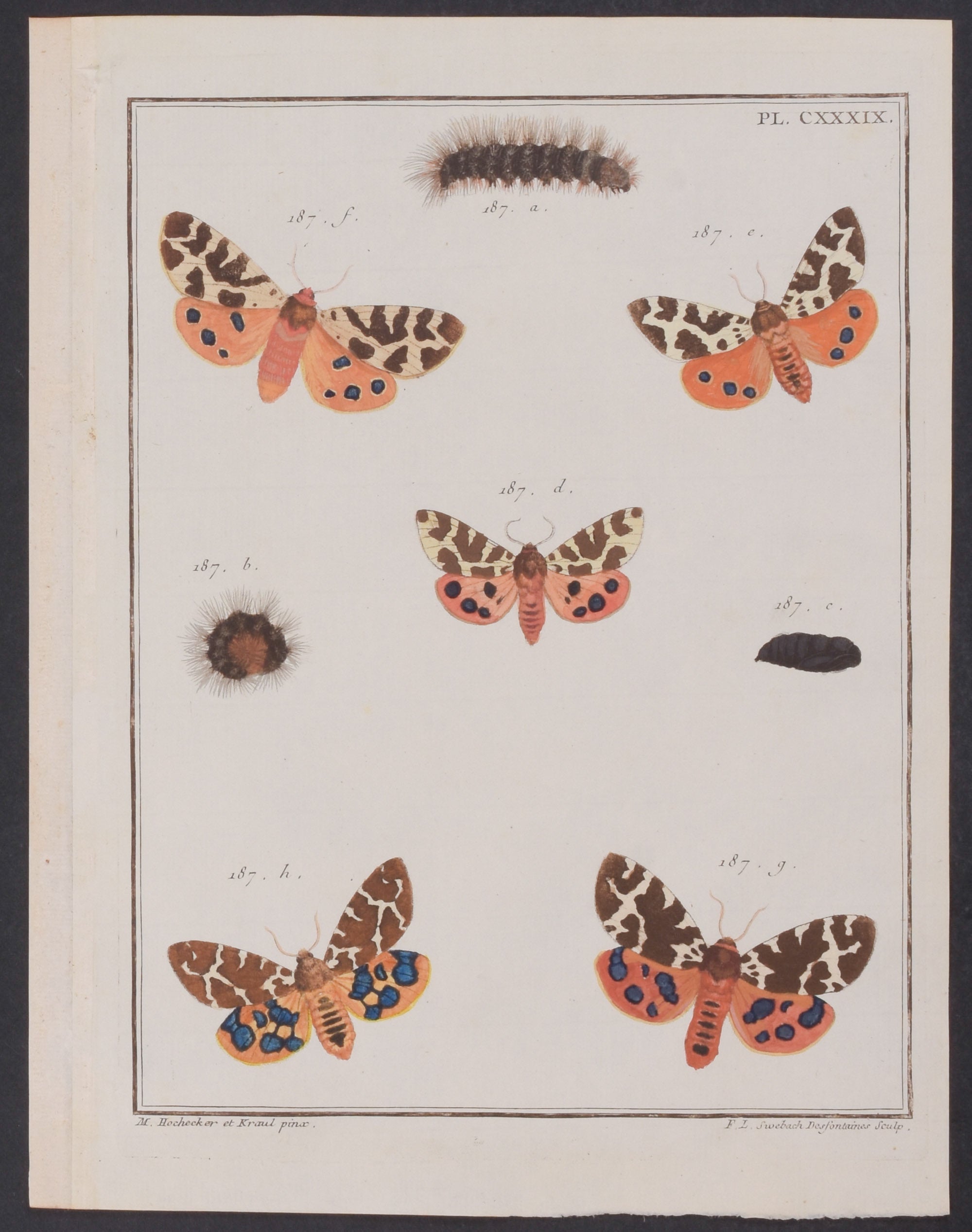 Moth Metamorphosis