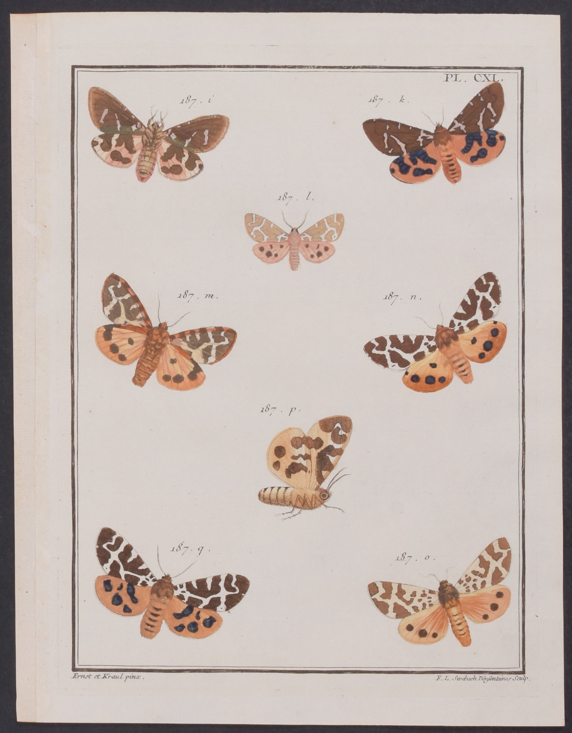 Moths