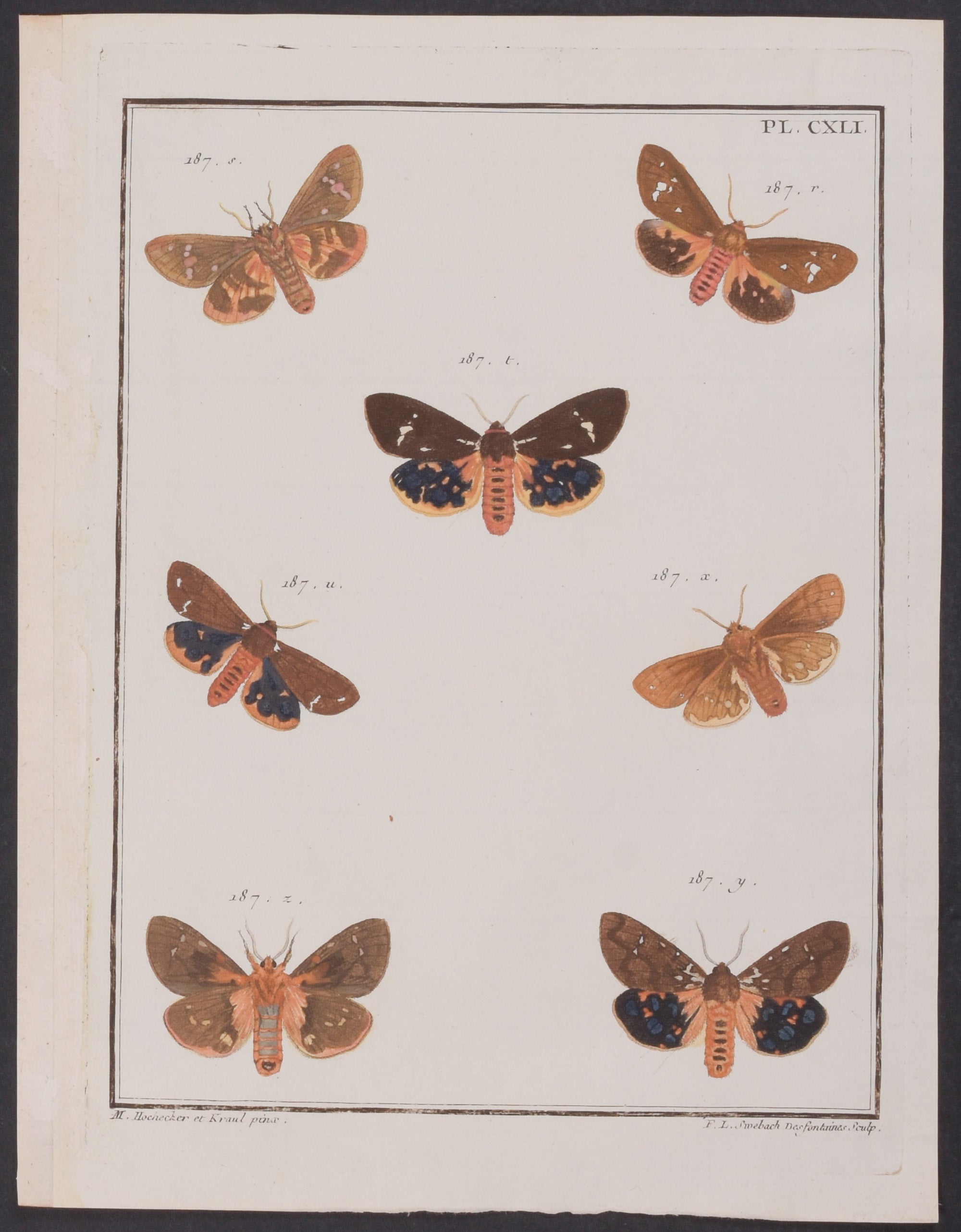 Moths