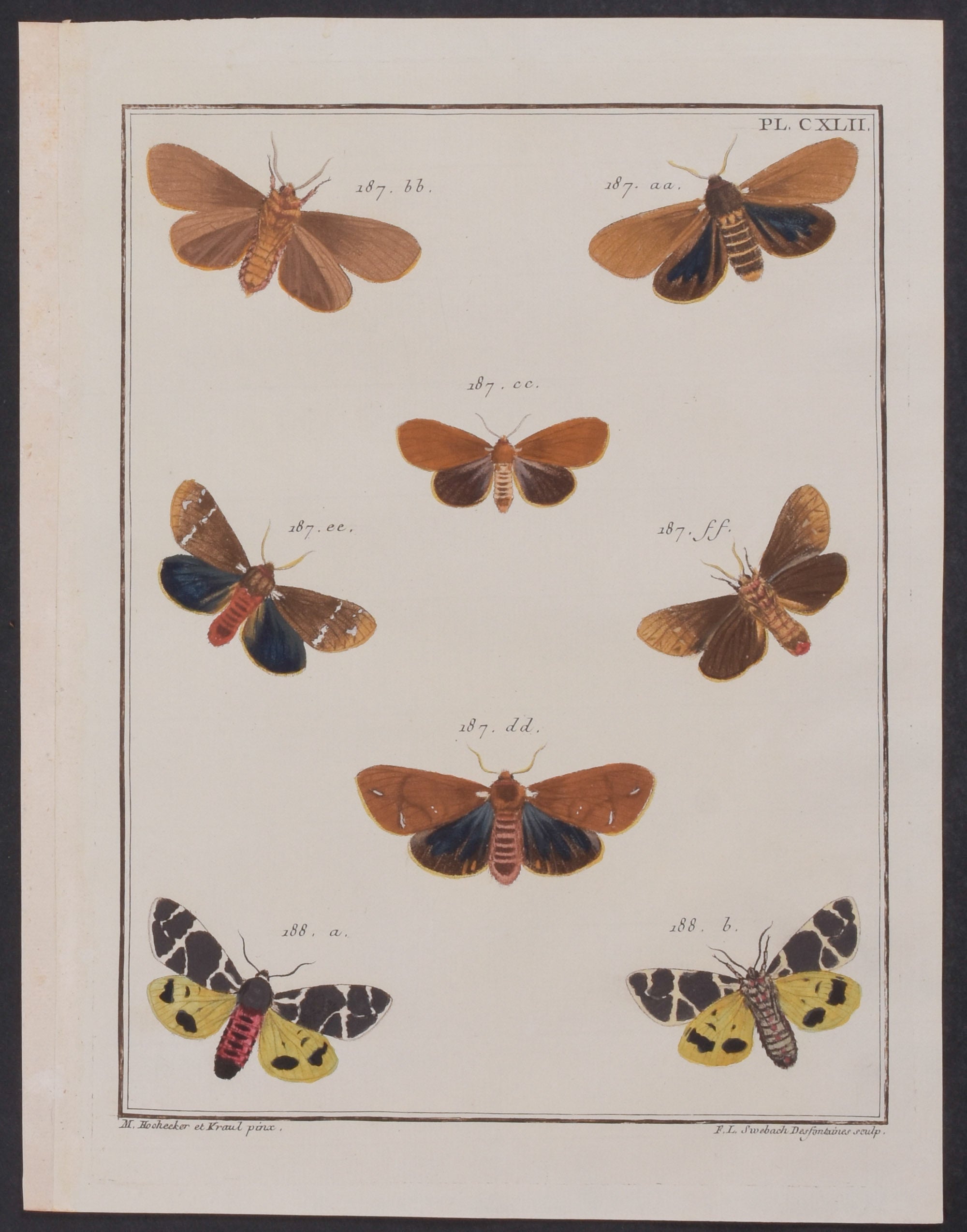 Moths