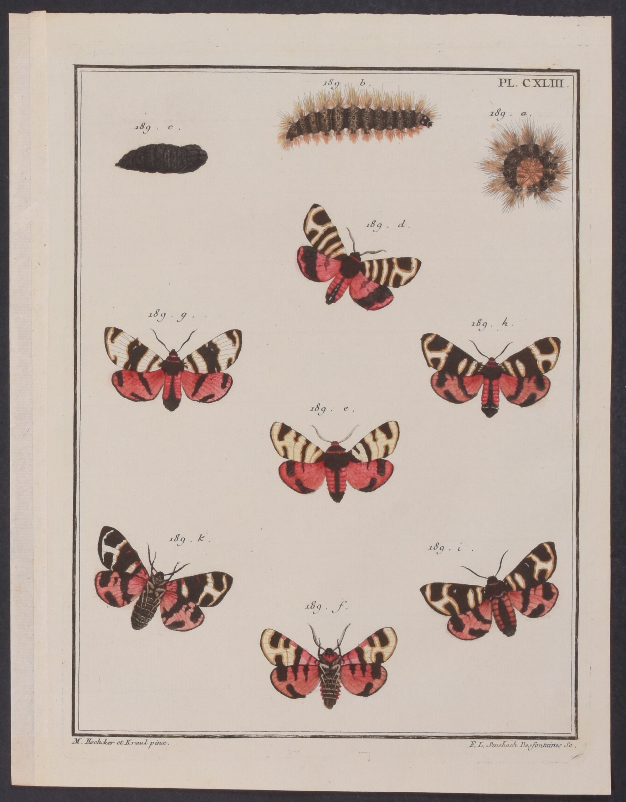 Moth Metamorphosis