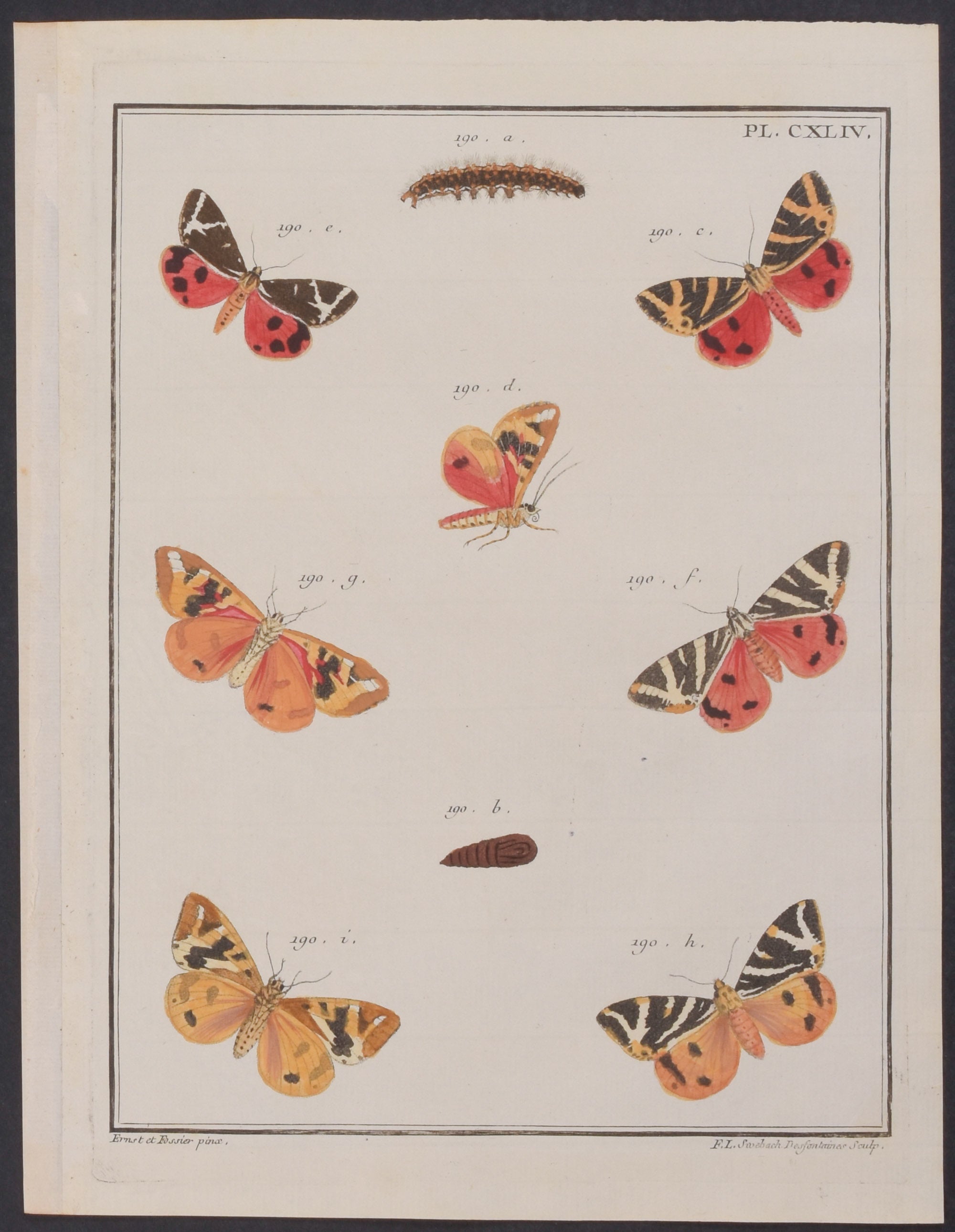 Moth Metamorphosis