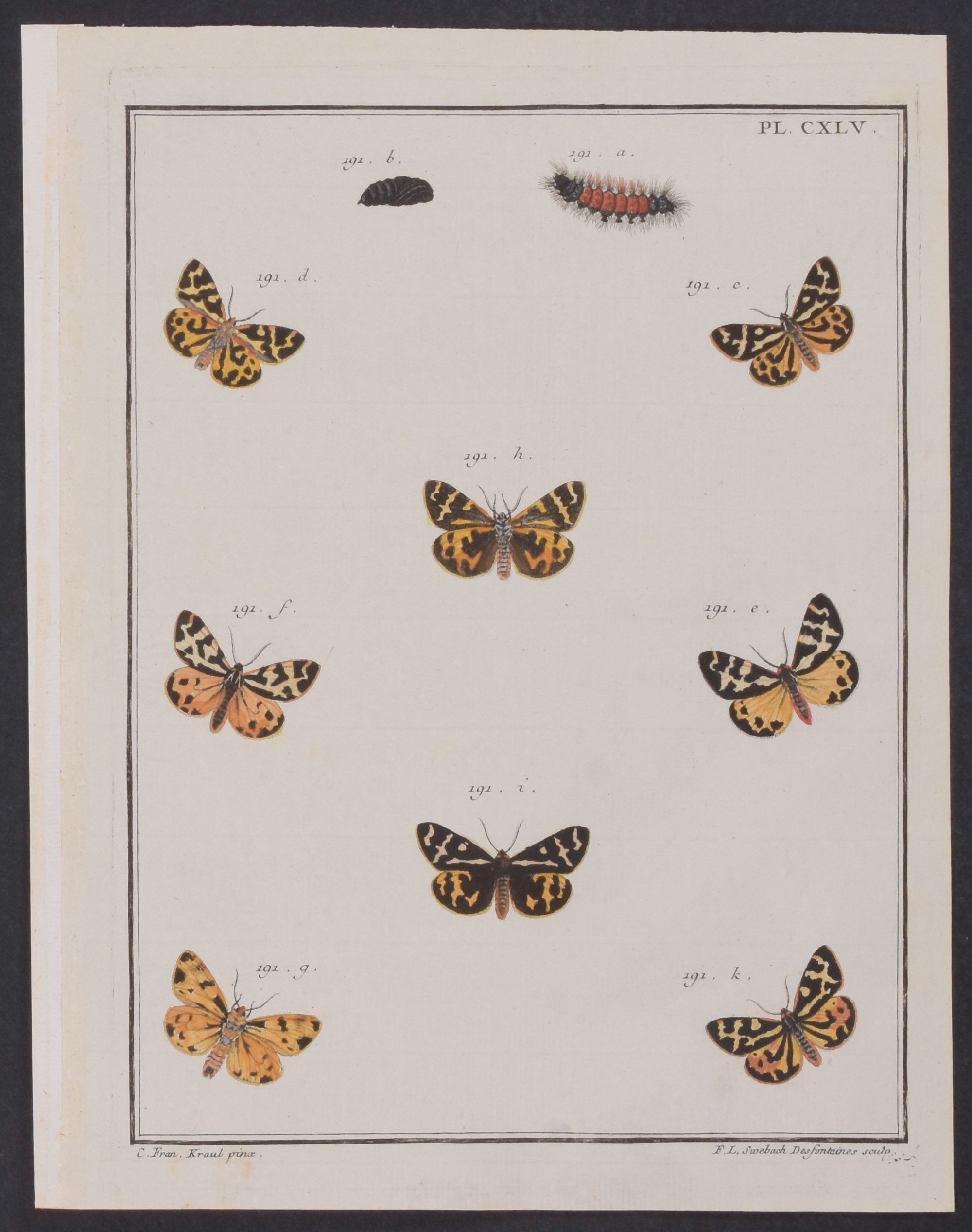 Moth Metamorphosis