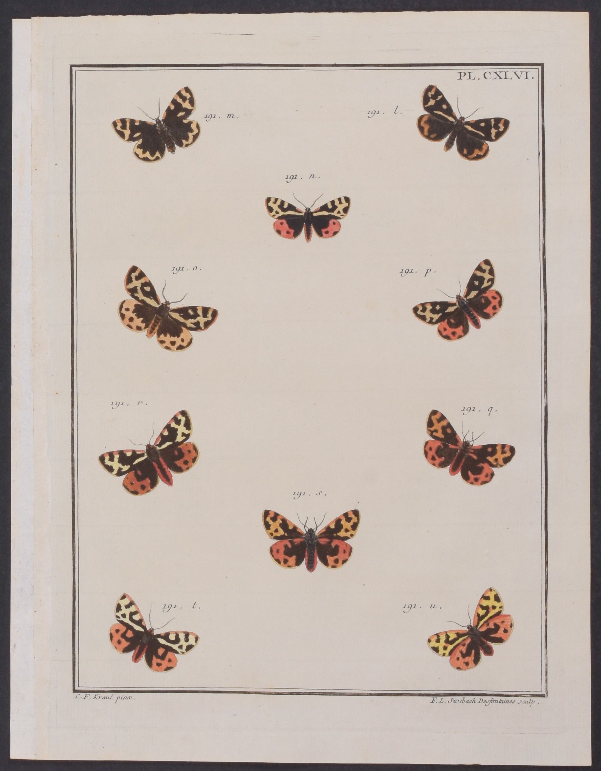Moths