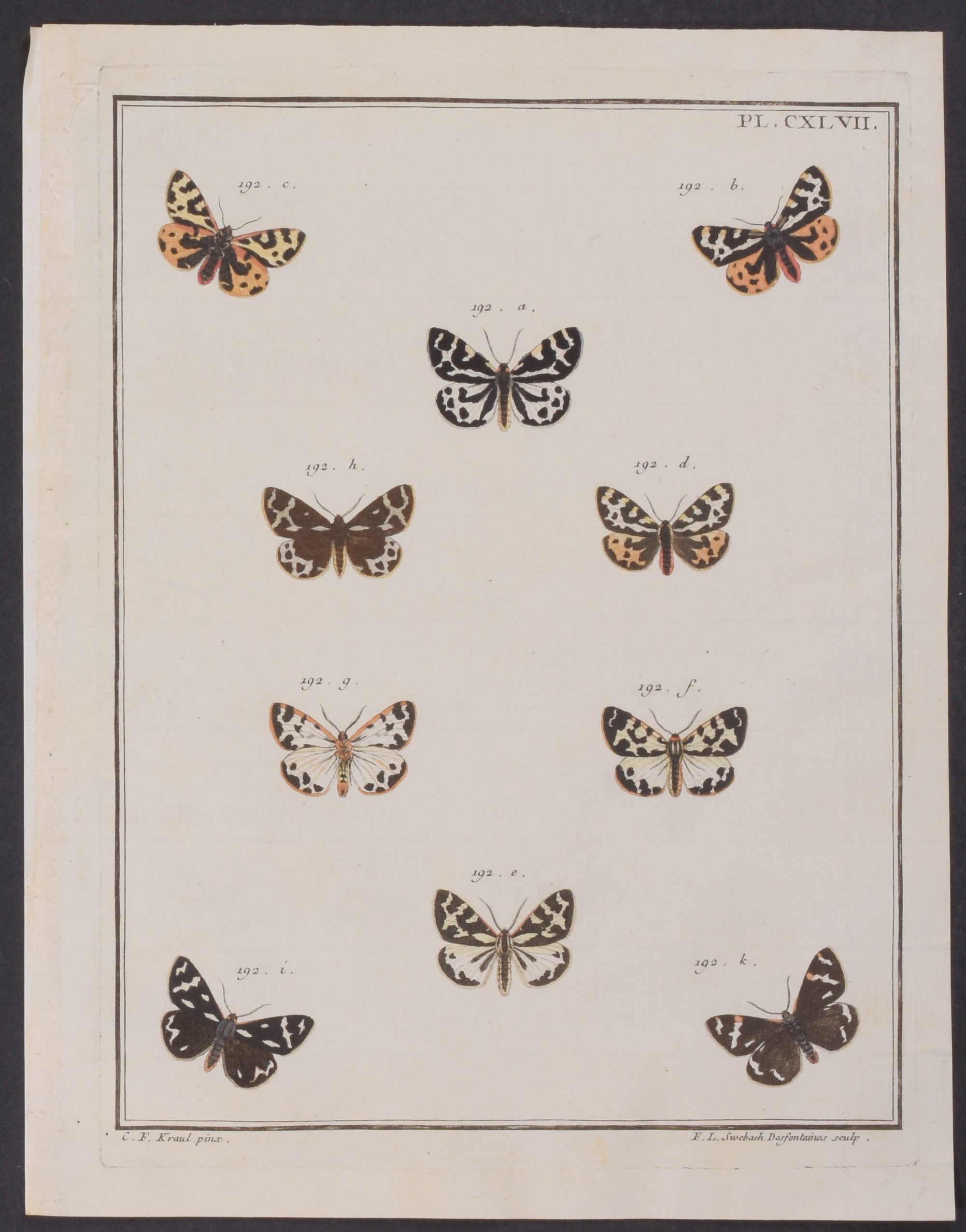 Moths