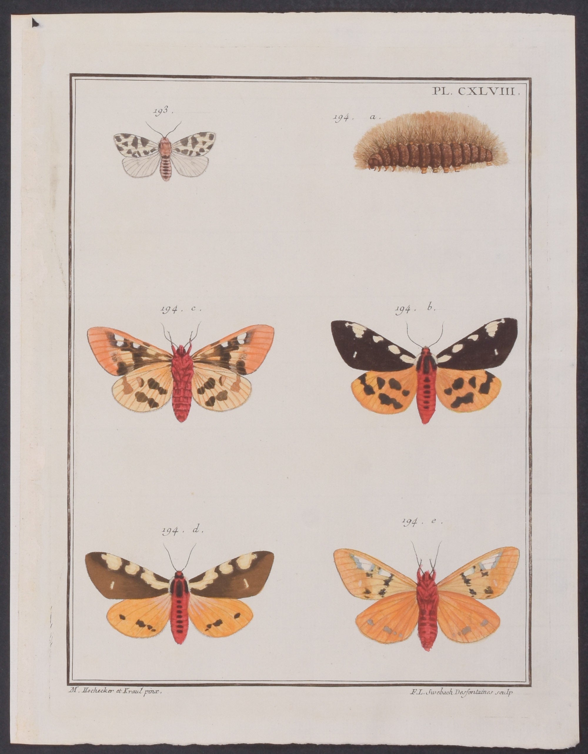 Moth Metamorphosis