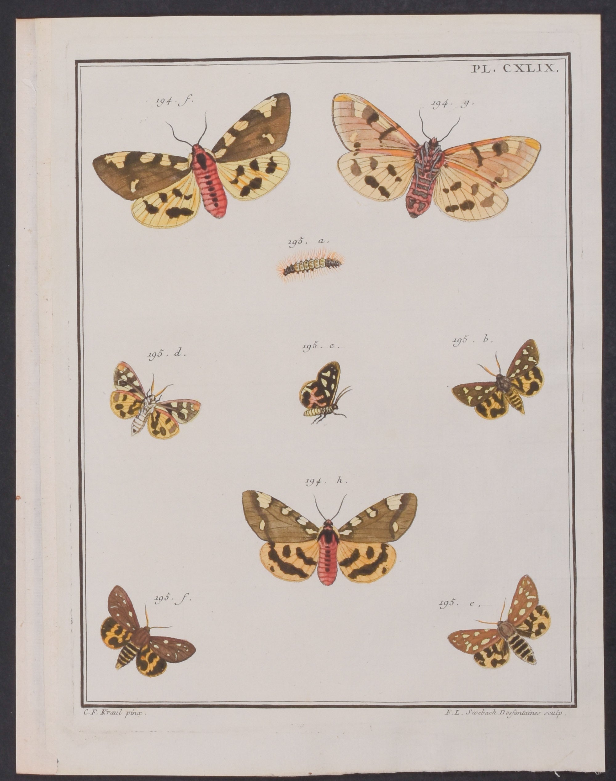 Moth Metamorphosis