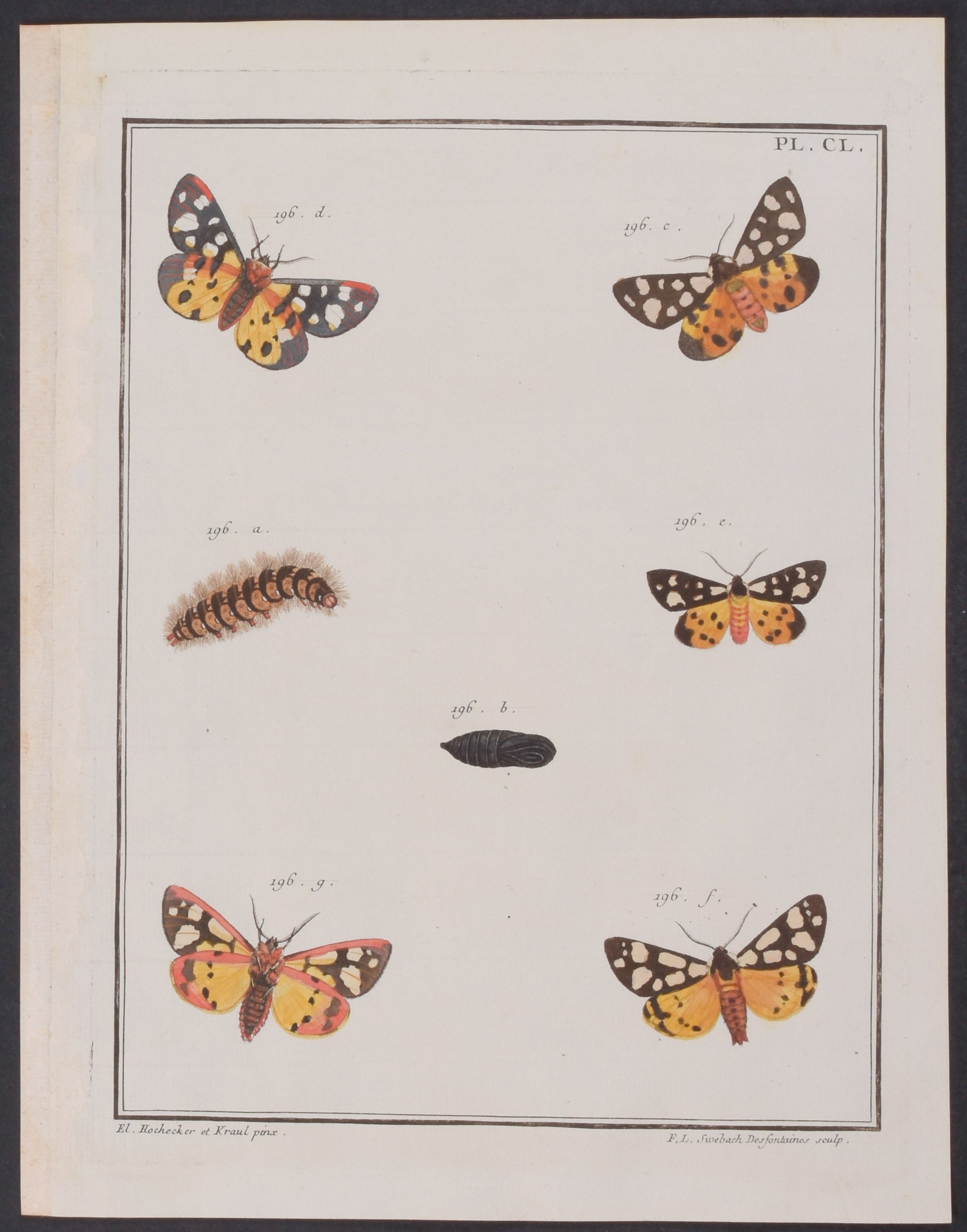 Moth Metamorphosis