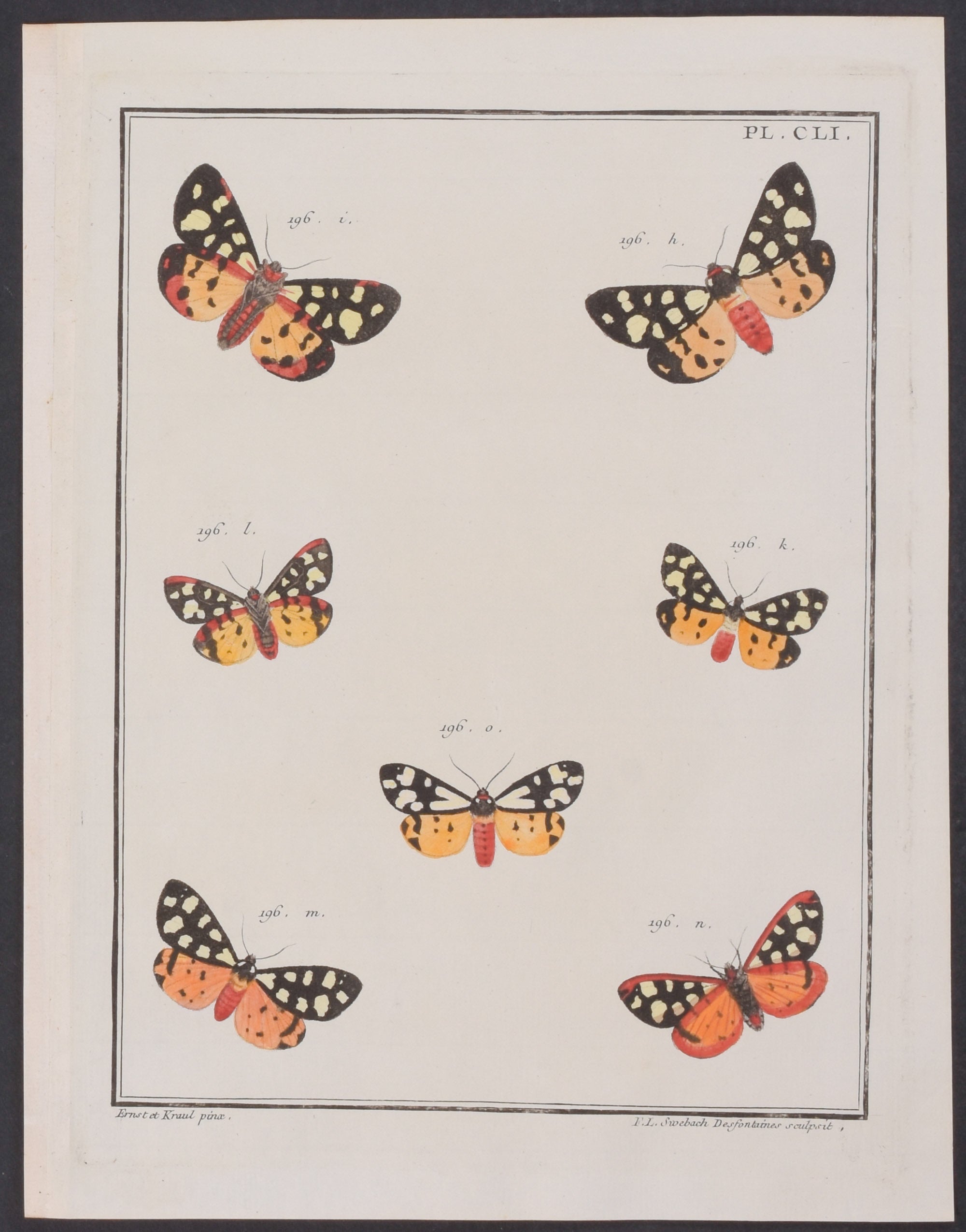 Moths