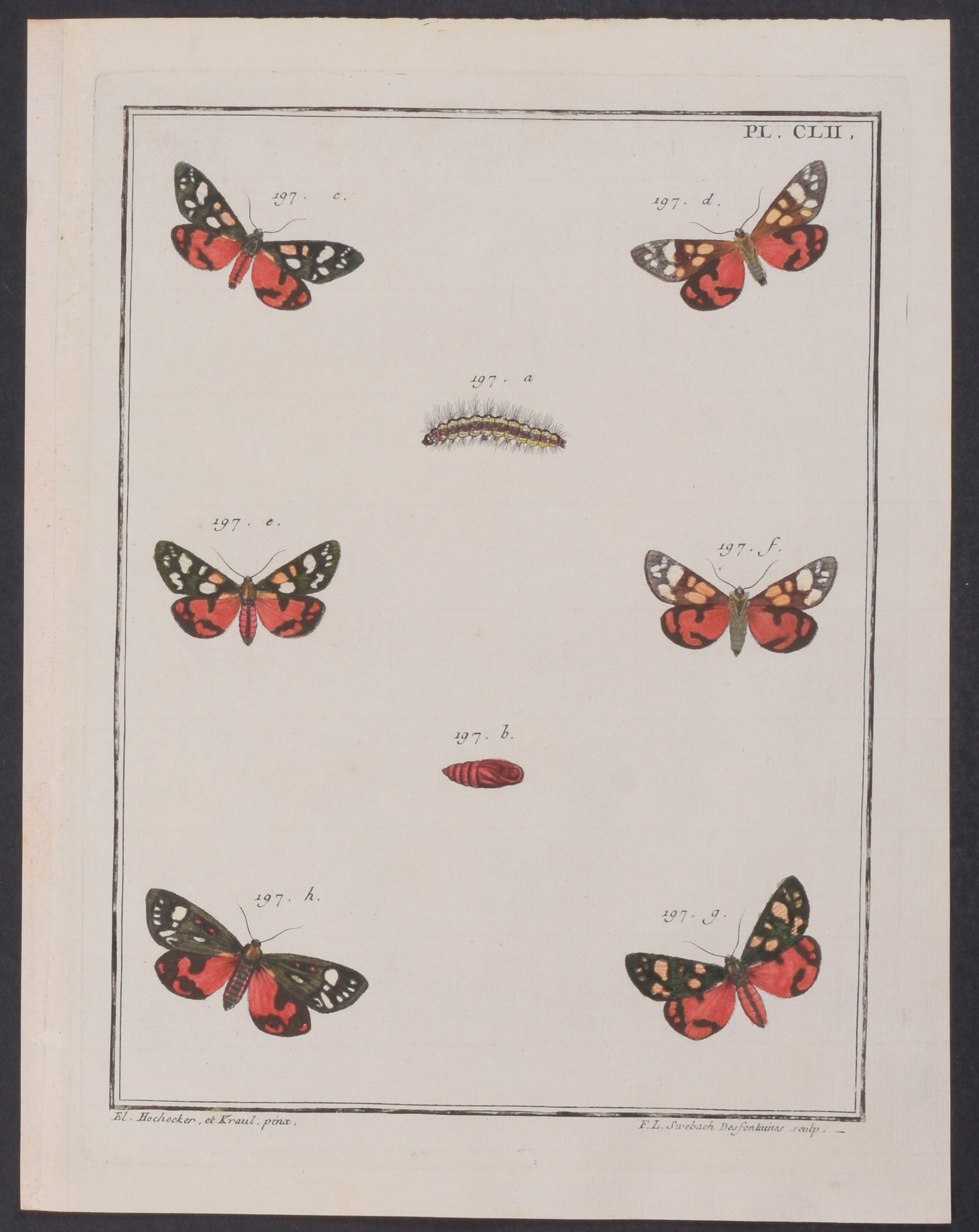 Moth Metamorphosis