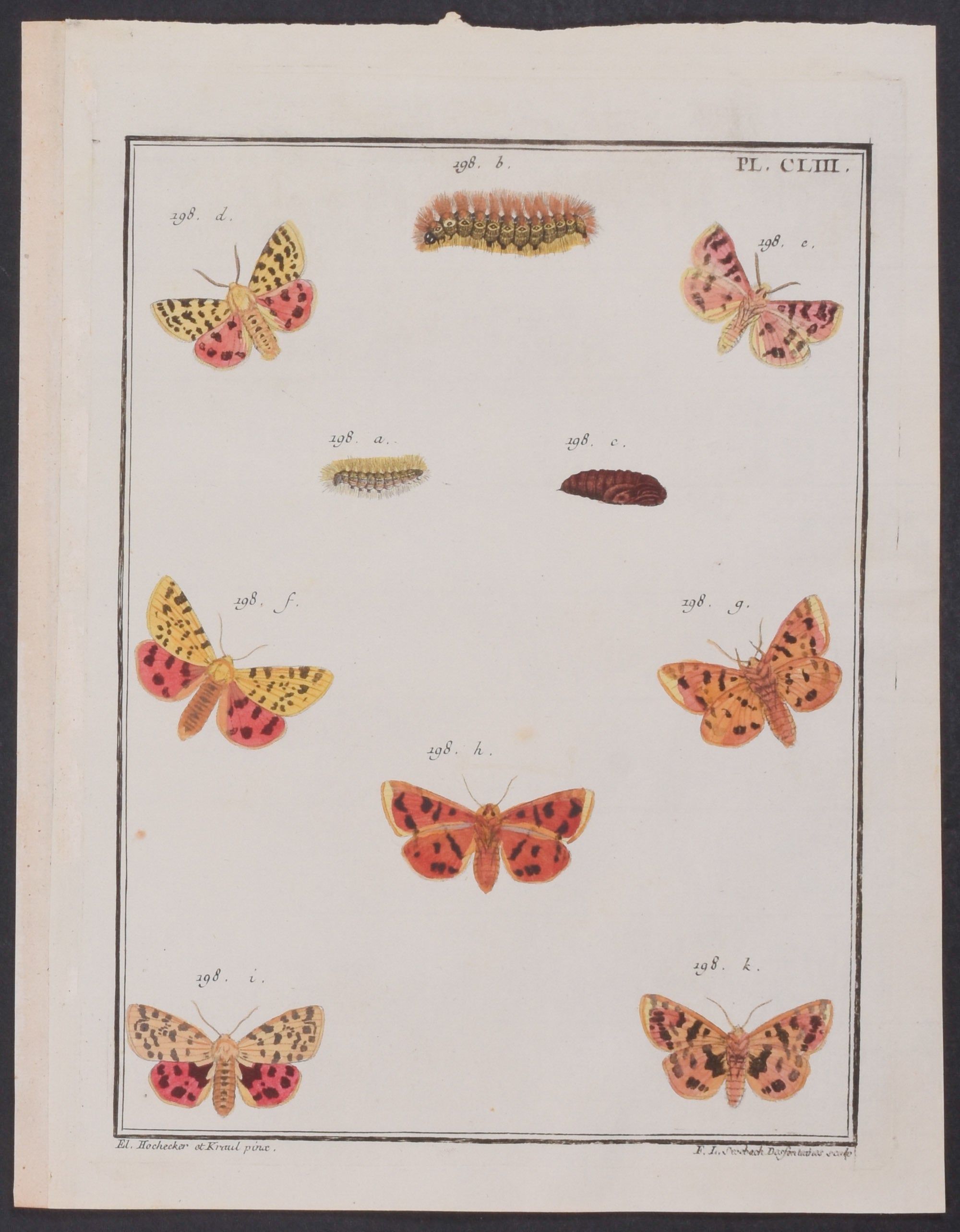 Moth Metamorphosis
