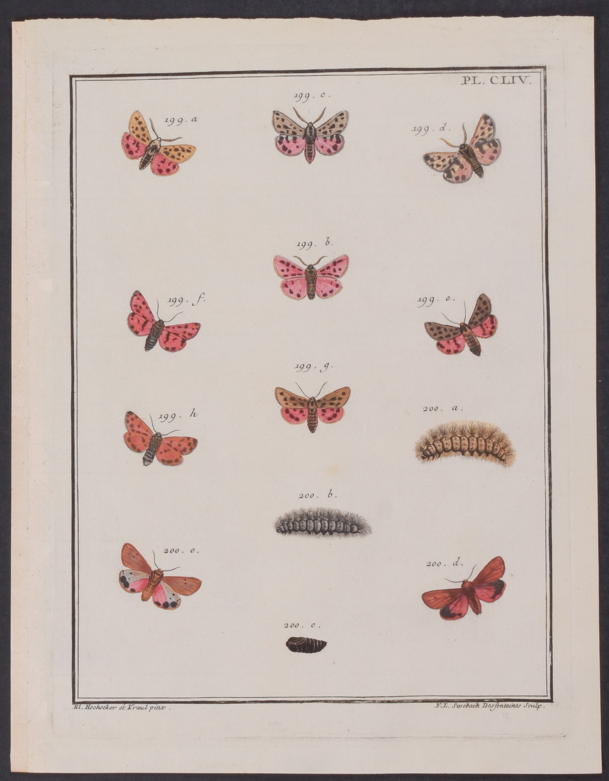 Moth Metamorphosis
