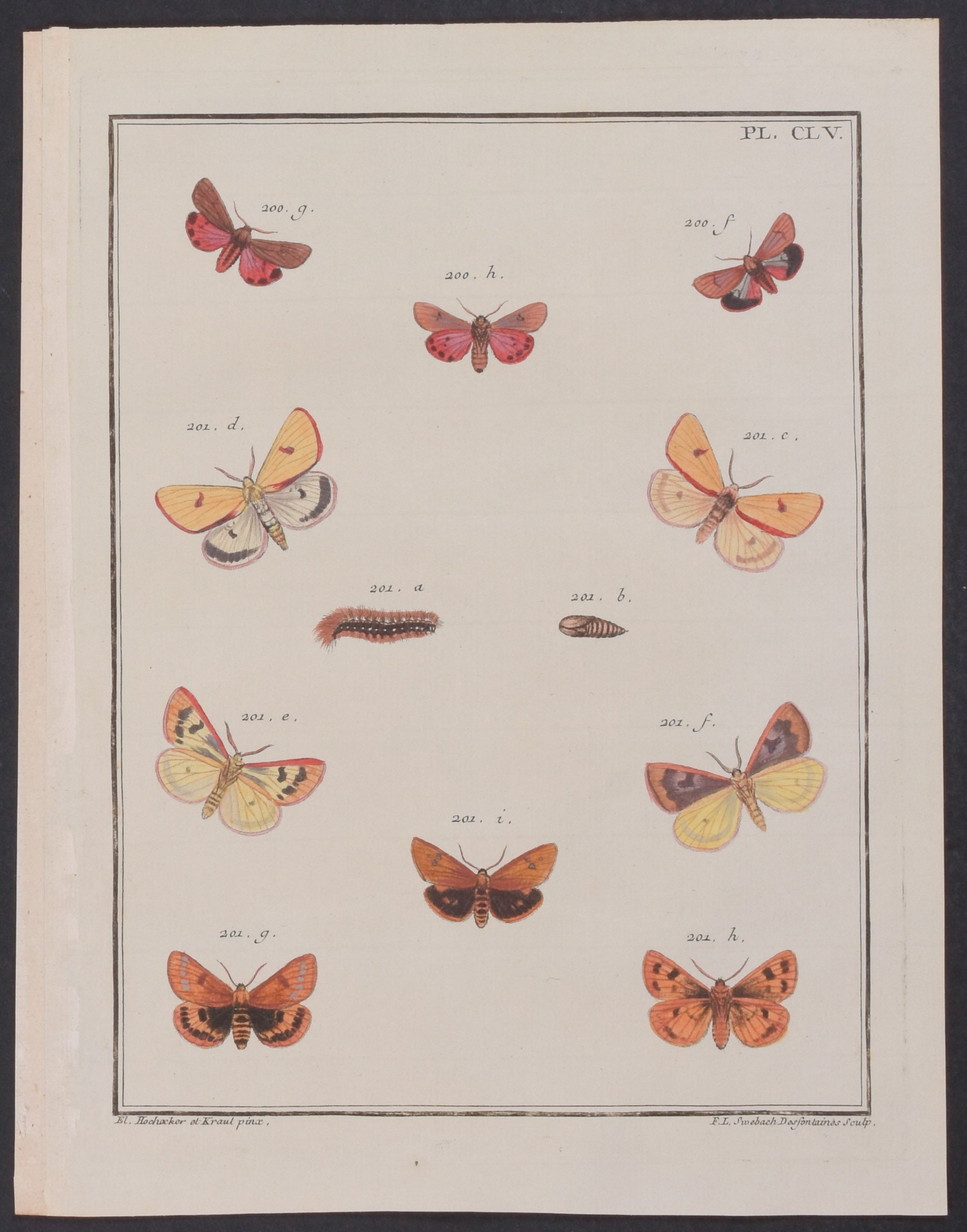Moth Metamorphosis