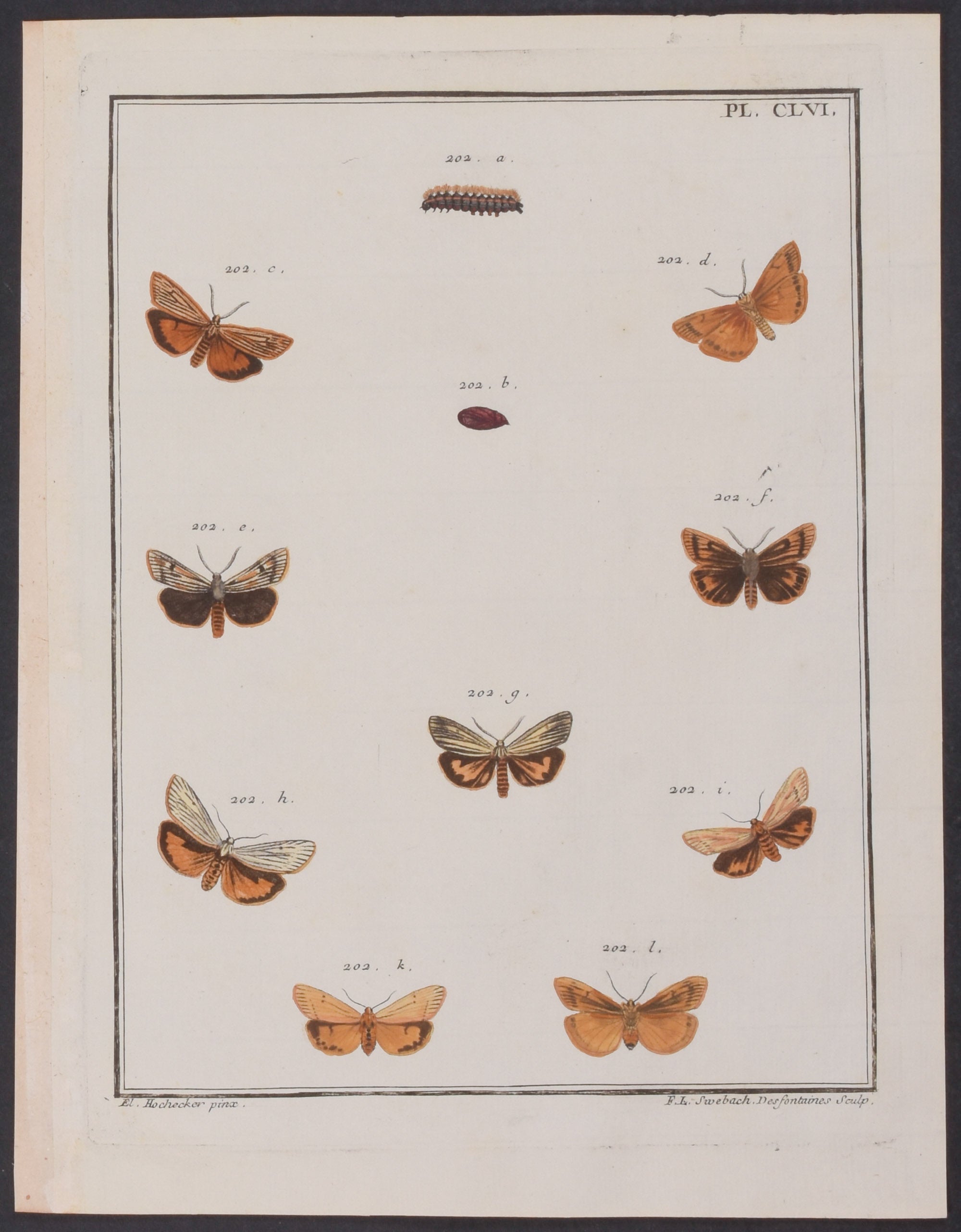Moth Metamorphosis