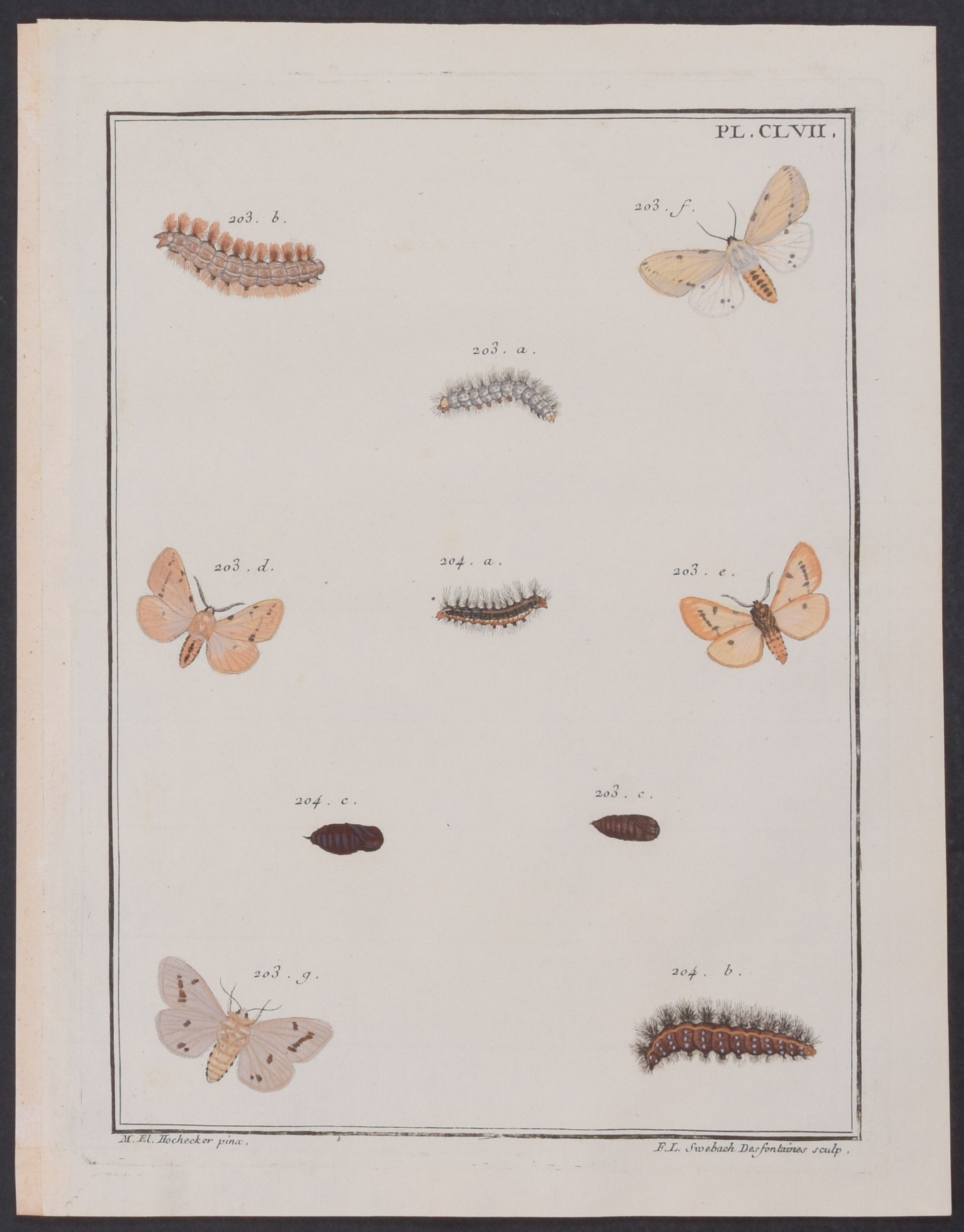Moth Metamorphosis