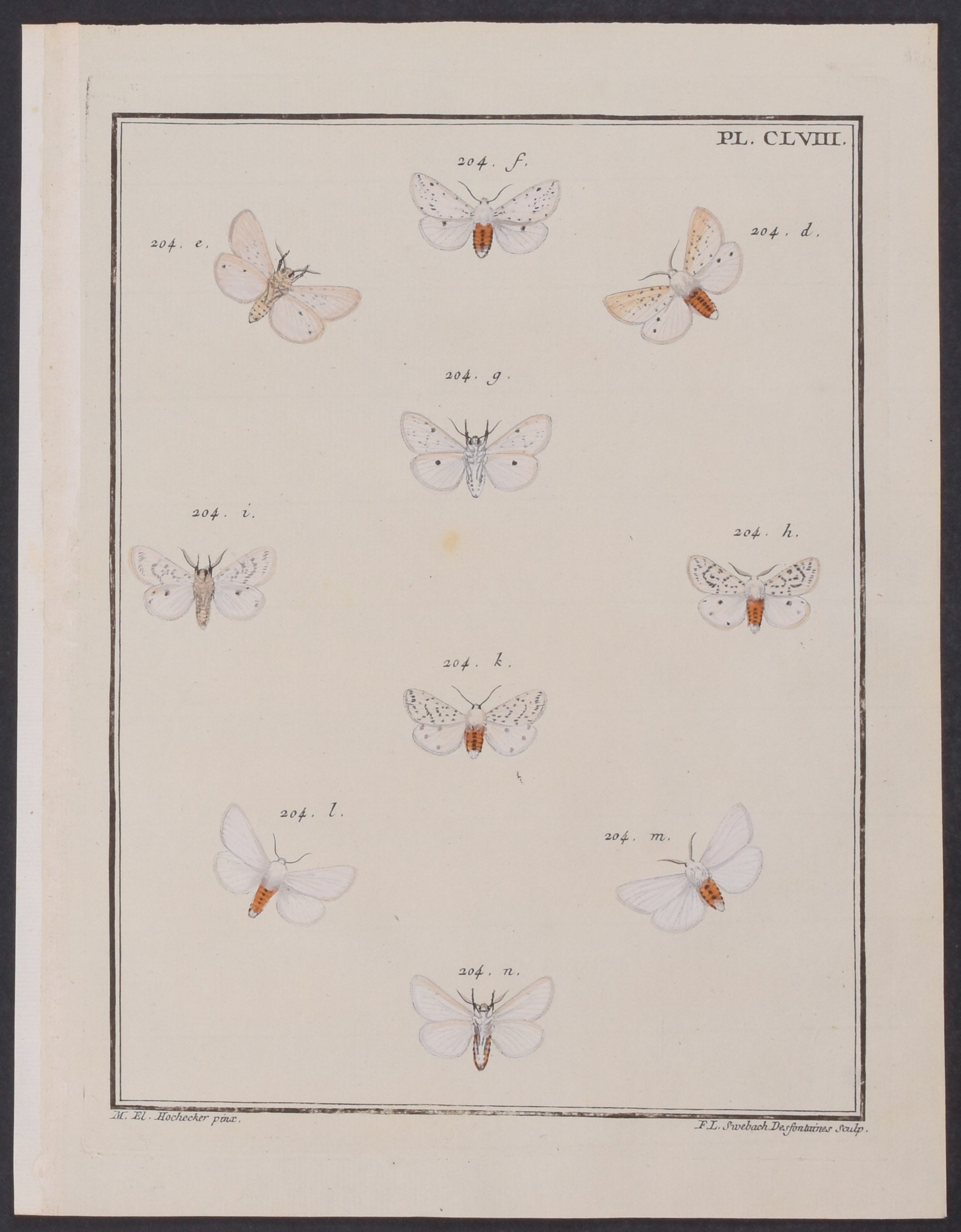 Moths