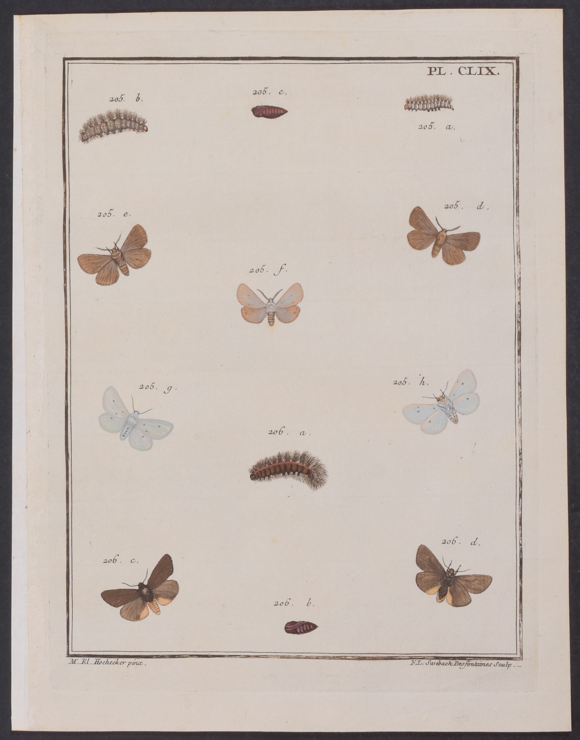 Moth Metamorphosis